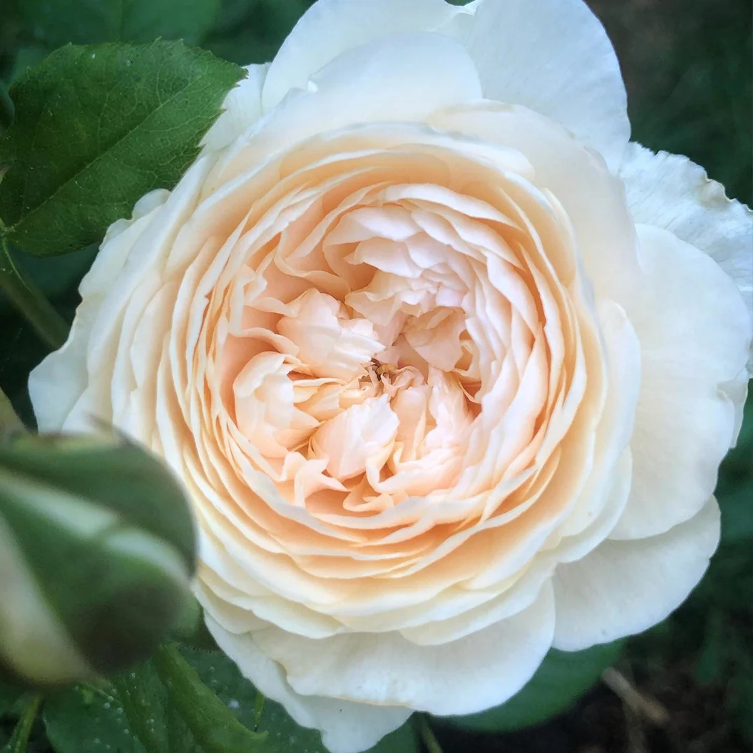 David Austin® Windermere™ Rose Shrub 1 David Austin® Windermere™ Rose Shrub
