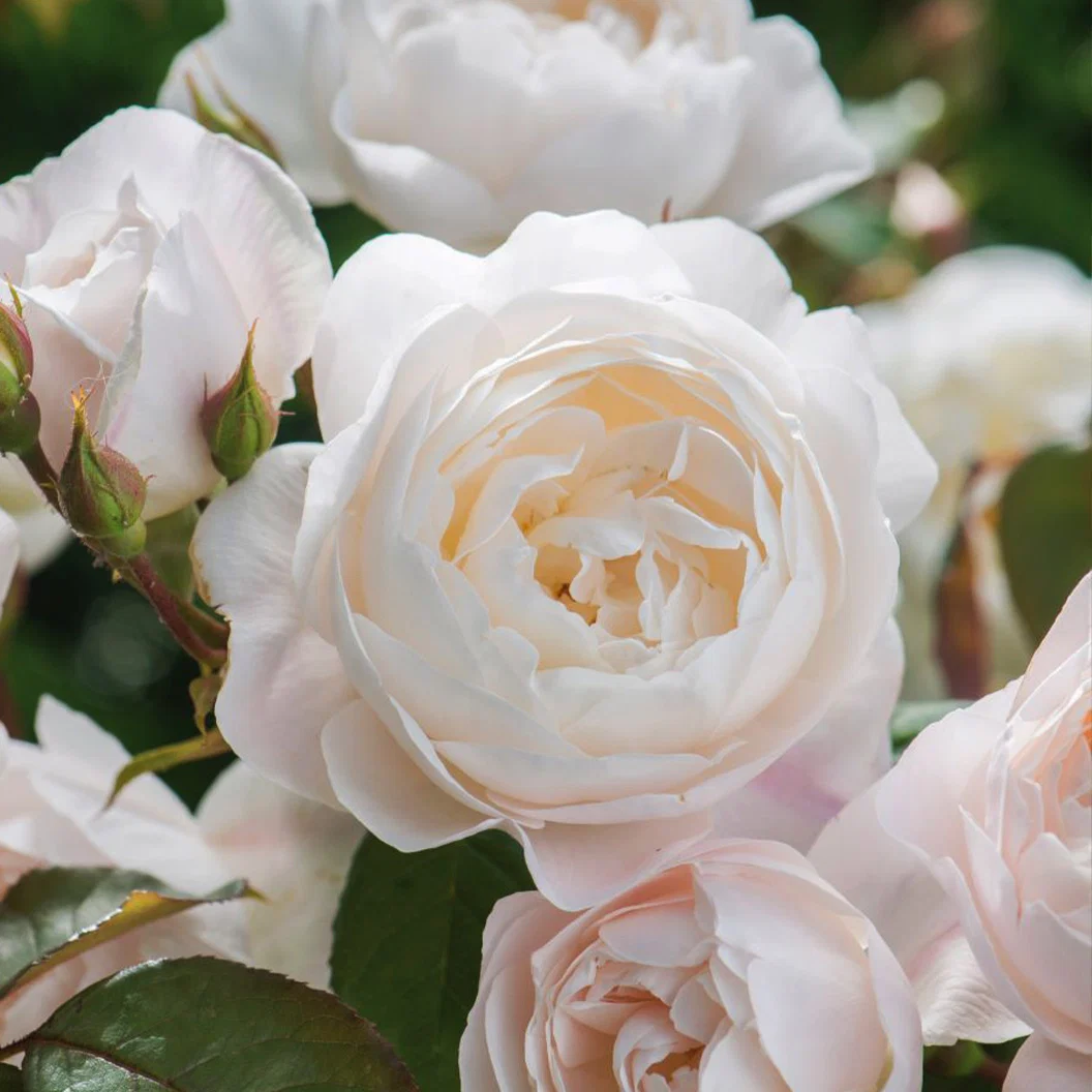 David Austin® Desdemona™ Rose Shrub 2 David Austin® Desdemona™ Rose Shrub
