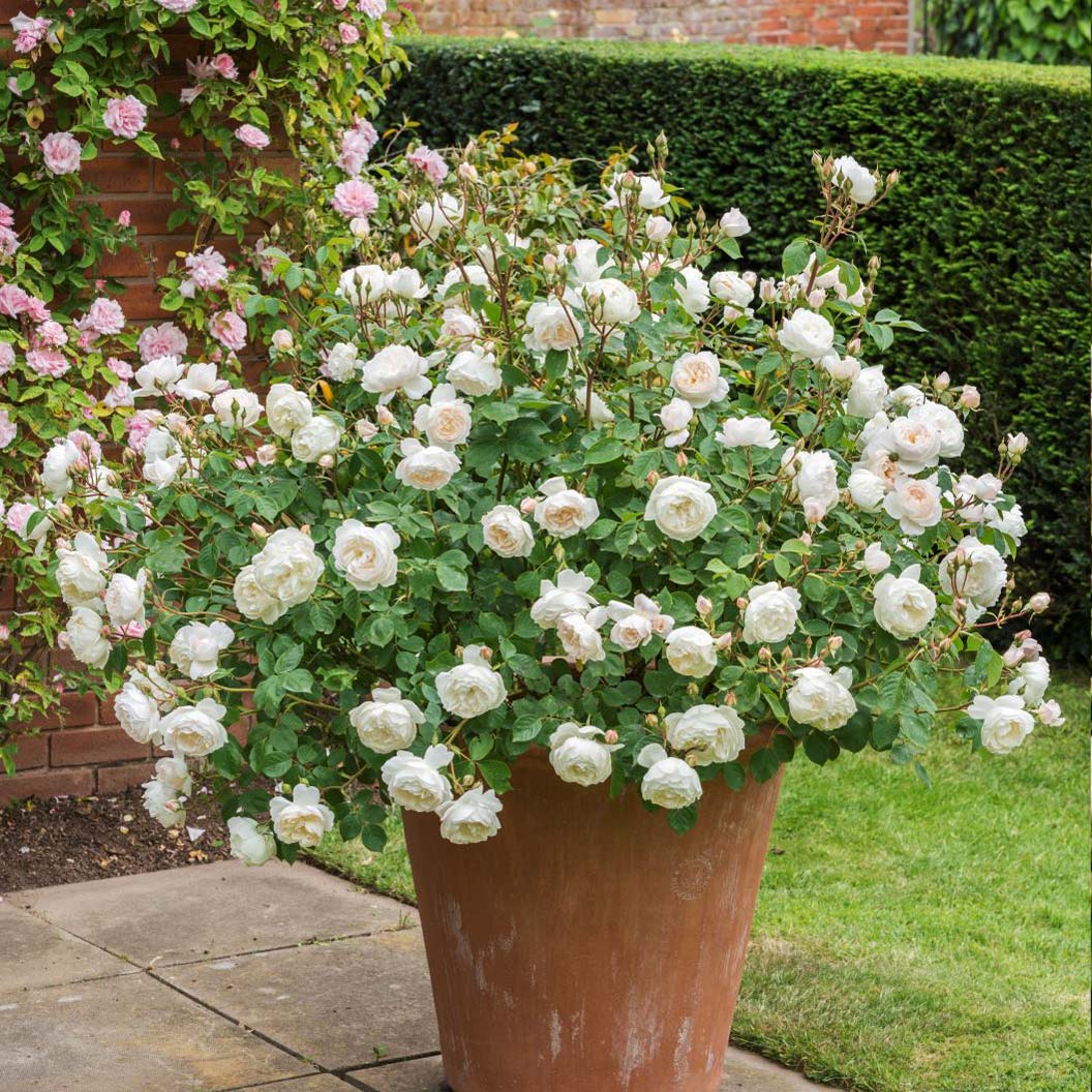 David Austin® Desdemona™ Rose Shrub 3 David Austin® Desdemona™ Rose Shrub