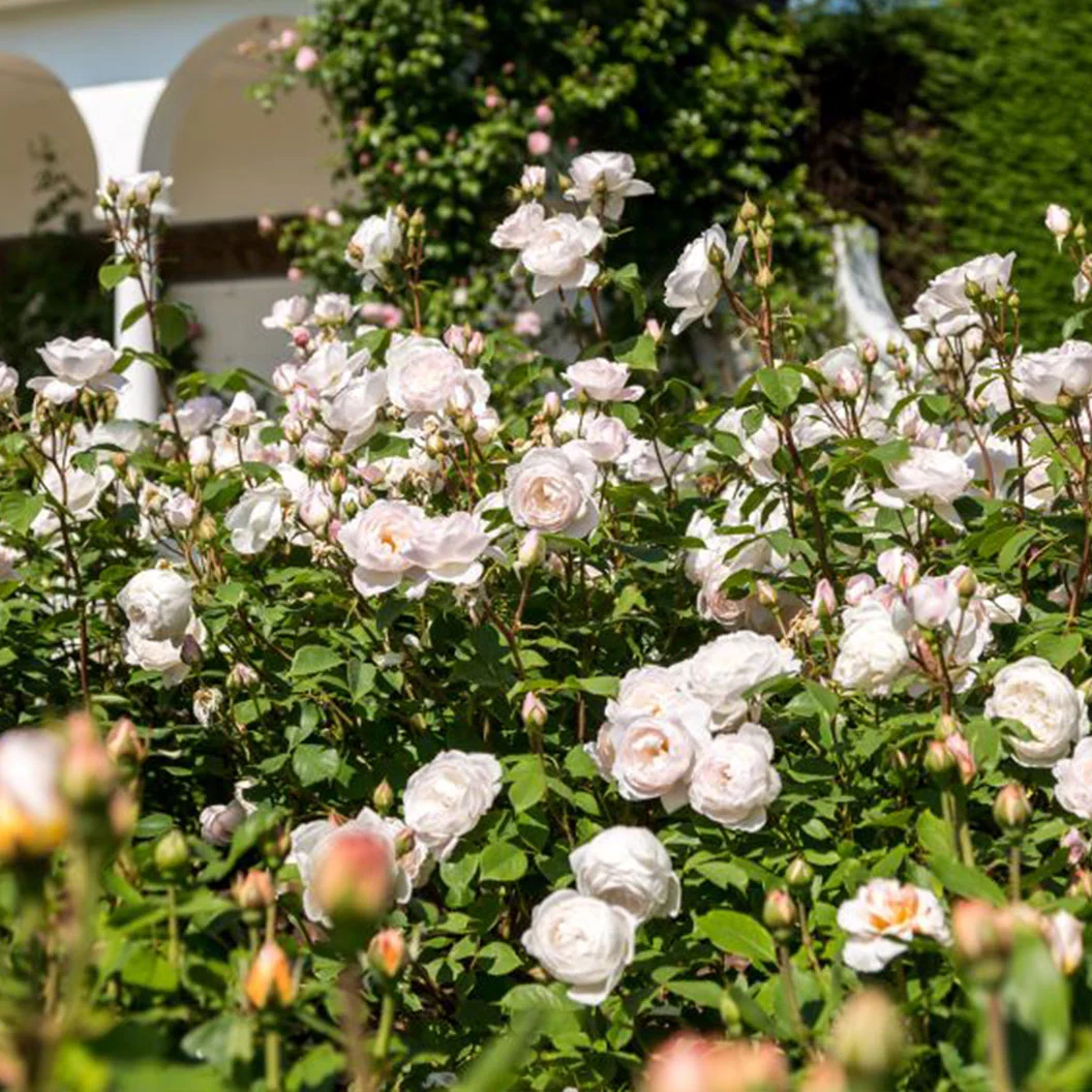 David Austin® Desdemona™ Rose Shrub 4 David Austin® Desdemona™ Rose Shrub