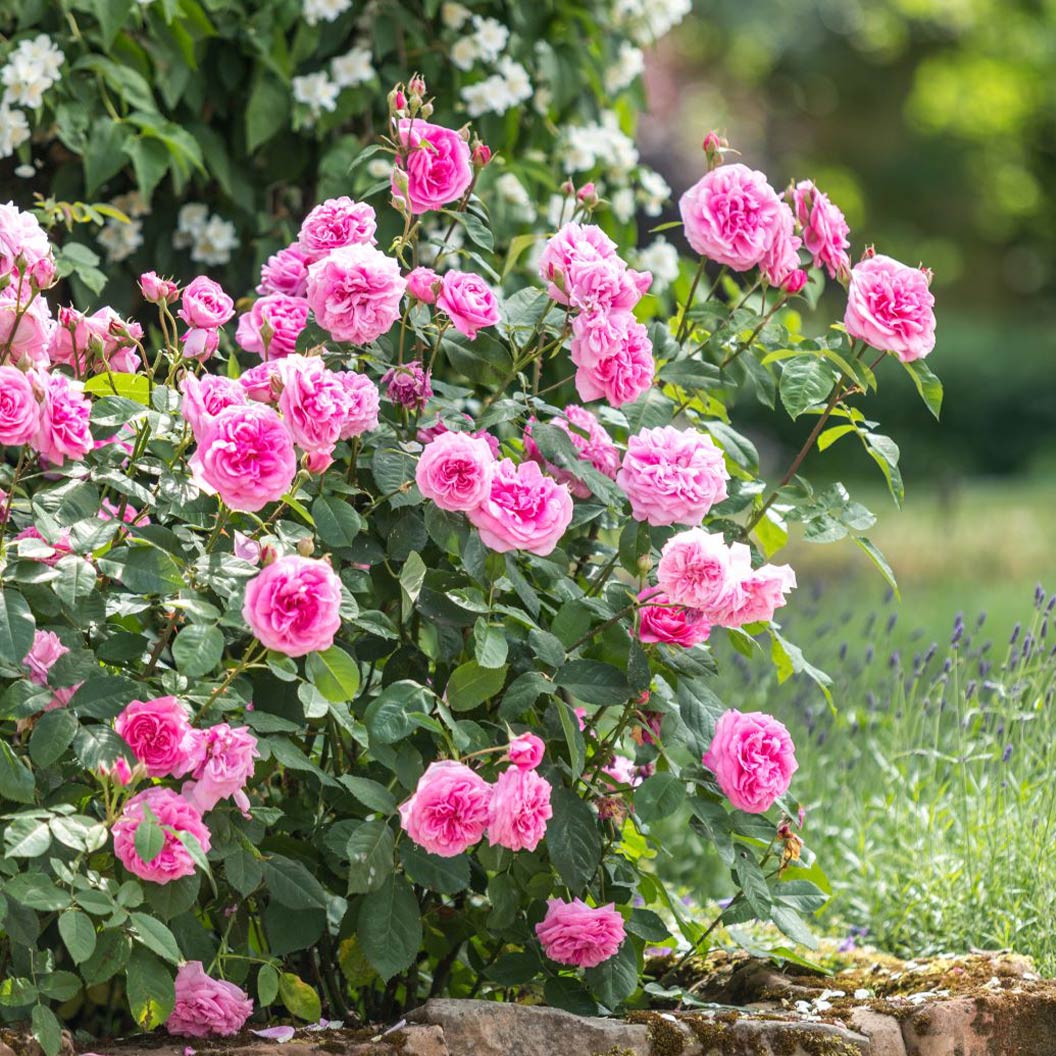 David Austin® Gertrude Jekyll® Rose Shrub 2 David Austin® Gertrude Jekyll® Rose Shrub
