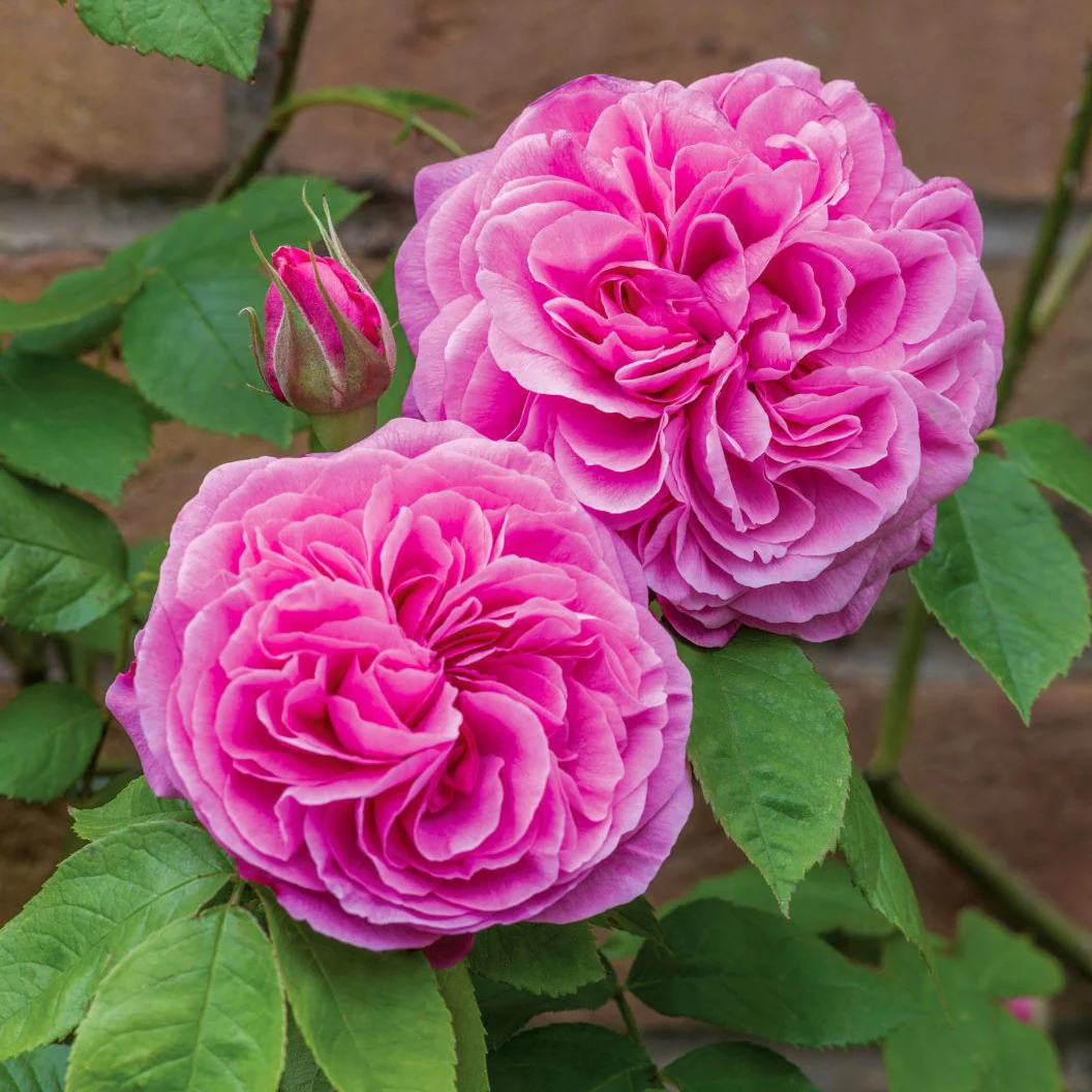 David Austin® Gertrude Jekyll® Rose Shrub 3 David Austin® Gertrude Jekyll® Rose Shrub