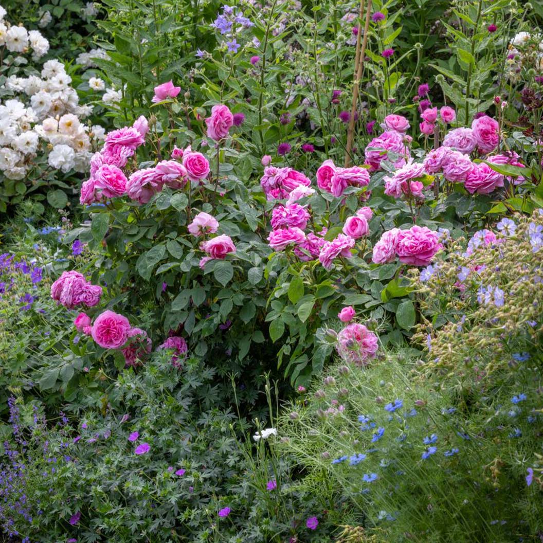 David Austin® Gertrude Jekyll® Rose Shrub 4 David Austin® Gertrude Jekyll® Rose Shrub