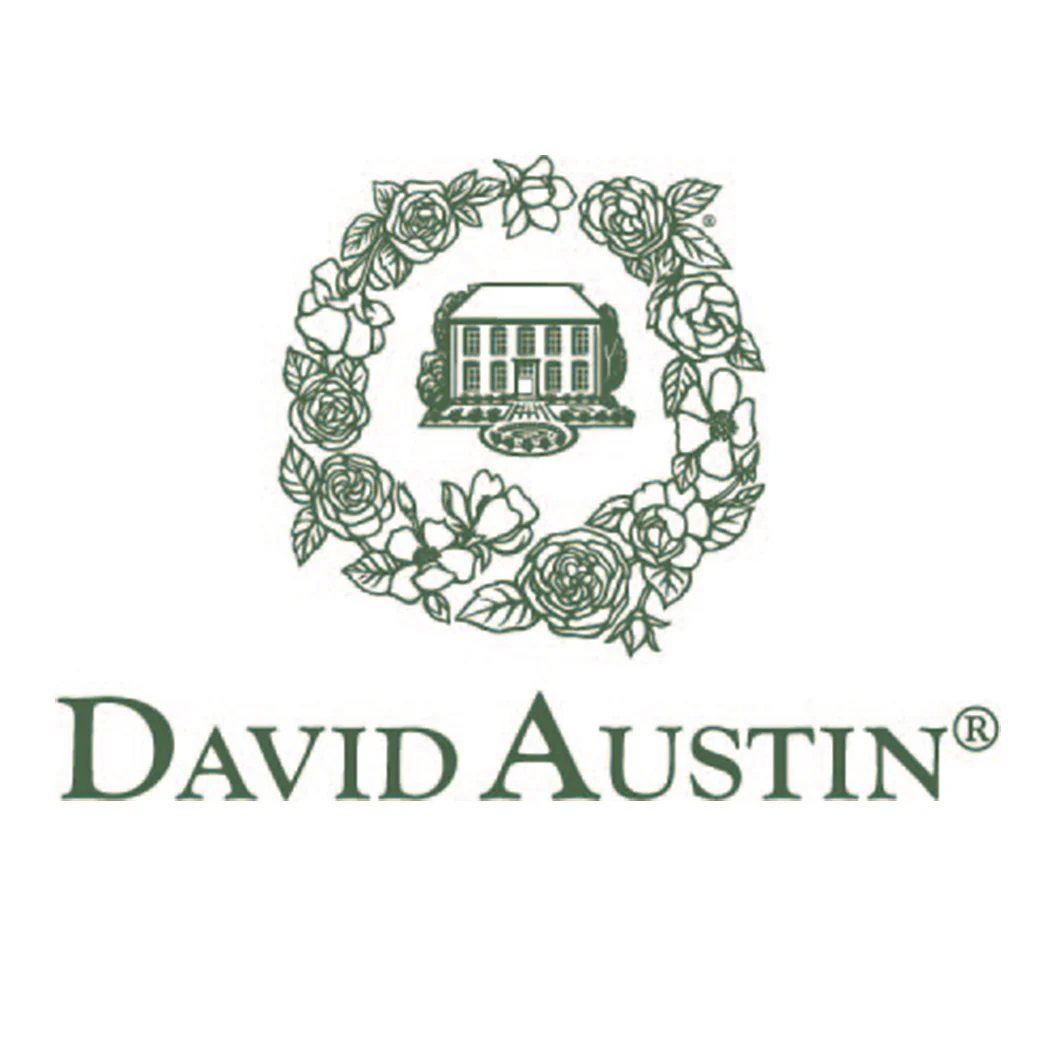 David Austin® Gertrude Jekyll® Rose Shrub 5 David Austin® Gertrude Jekyll® Rose Shrub