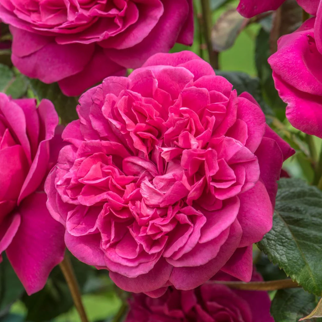 David Austin® James L. Austin™ Rose Shrub 1 David Austin® James L. Austin™ Rose Shrub