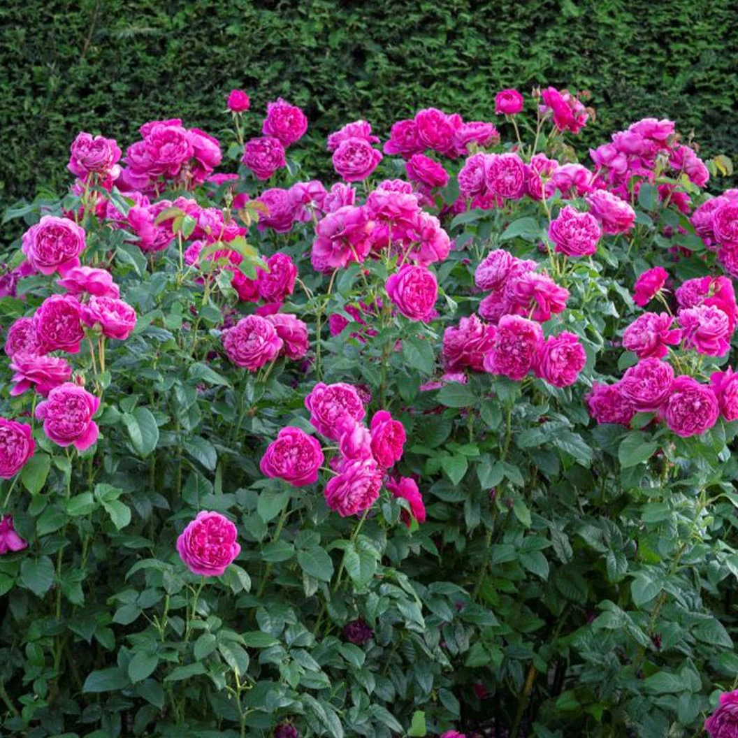 David Austin® James L. Austin™ Rose Shrub 3 David Austin® James L. Austin™ Rose Shrub