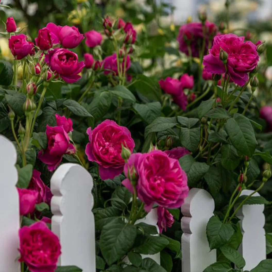 David Austin® James L. Austin™ Rose Shrub 4 David Austin® James L. Austin™ Rose Shrub