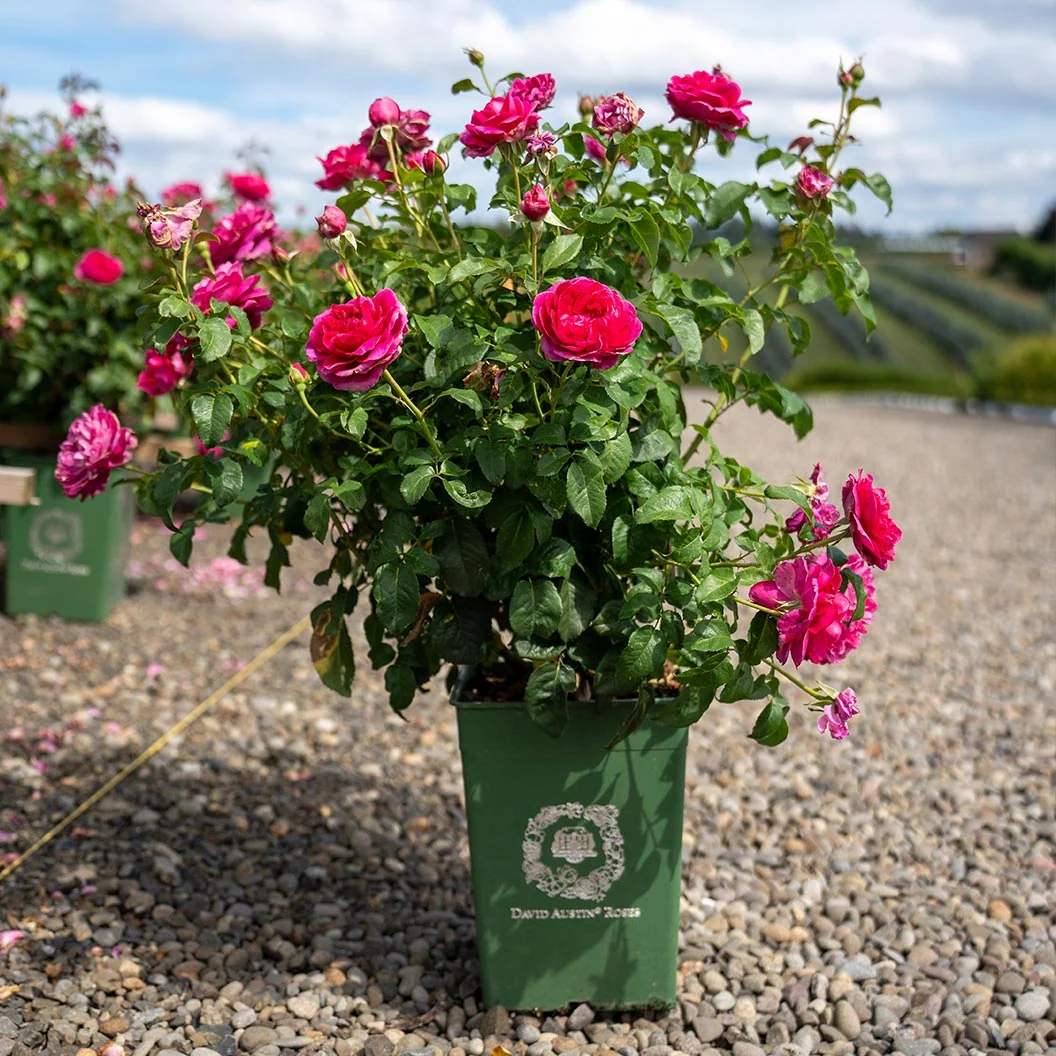 David Austin® James L. Austin™ Rose Shrub 6 David Austin® James L. Austin™ Rose Shrub