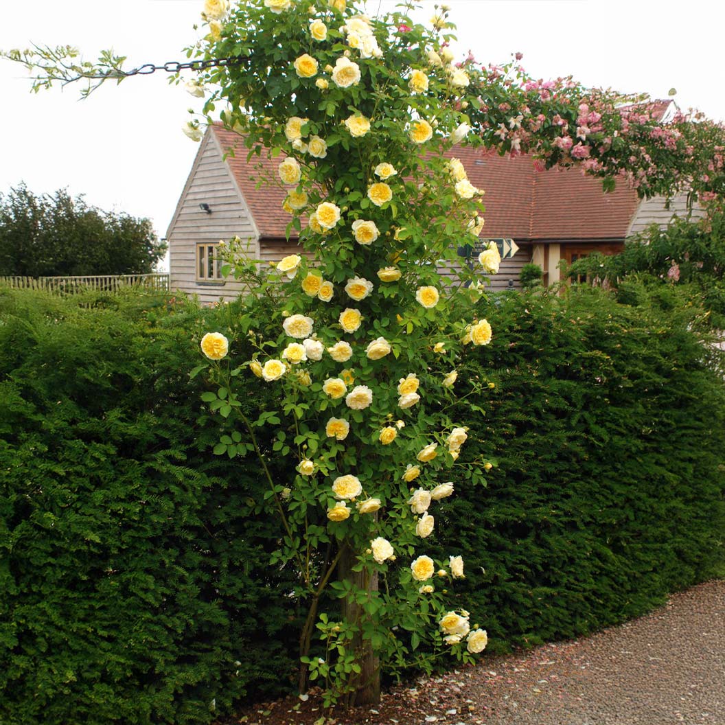 David Austin® The Pilgrim® Climbing Rose Shrub 1 David Austin® The Pilgrim® Climbing Rose Shrub