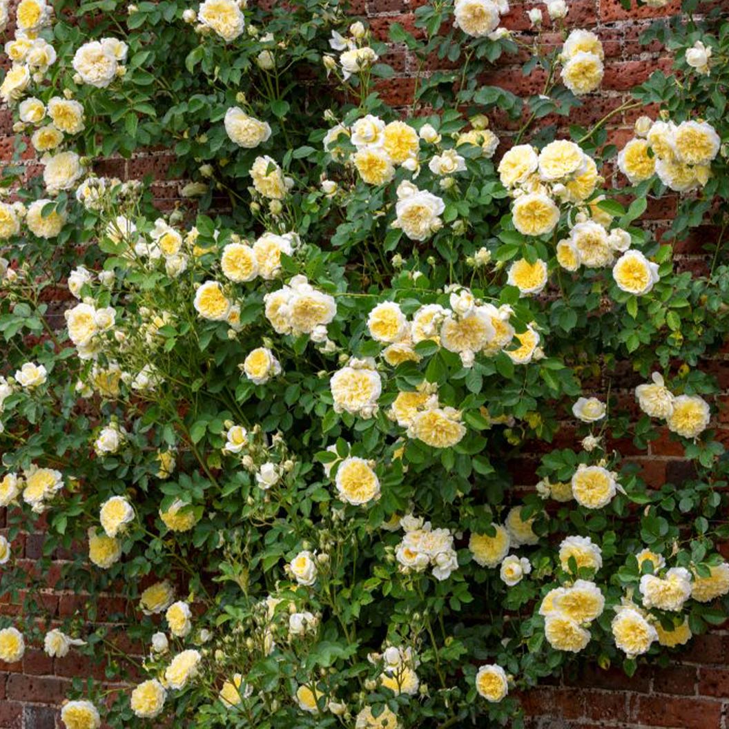David Austin® The Pilgrim® Climbing Rose Shrub 3 David Austin® The Pilgrim® Climbing Rose Shrub