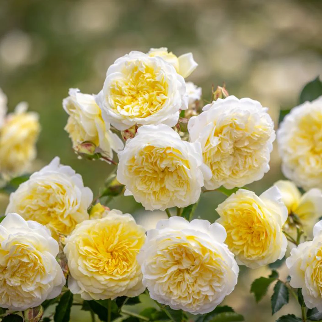David Austin® The Pilgrim® Climbing Rose Shrub 4 David Austin® The Pilgrim® Climbing Rose Shrub