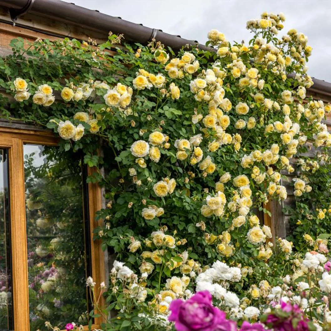 David Austin® The Pilgrim® Climbing Rose Shrub 5 David Austin® The Pilgrim® Climbing Rose Shrub