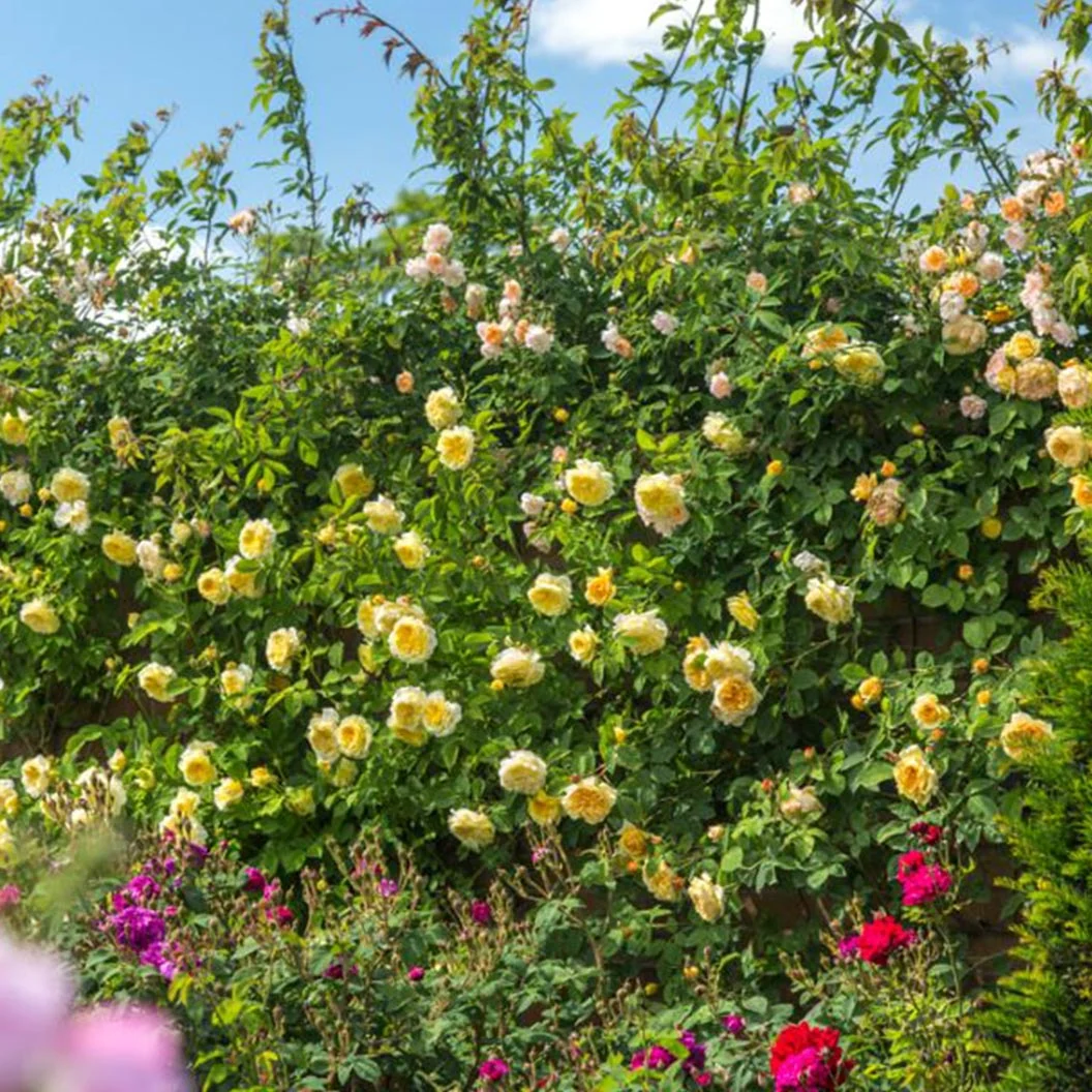 David Austin® The Pilgrim® Climbing Rose Shrub 6 David Austin® The Pilgrim® Climbing Rose Shrub