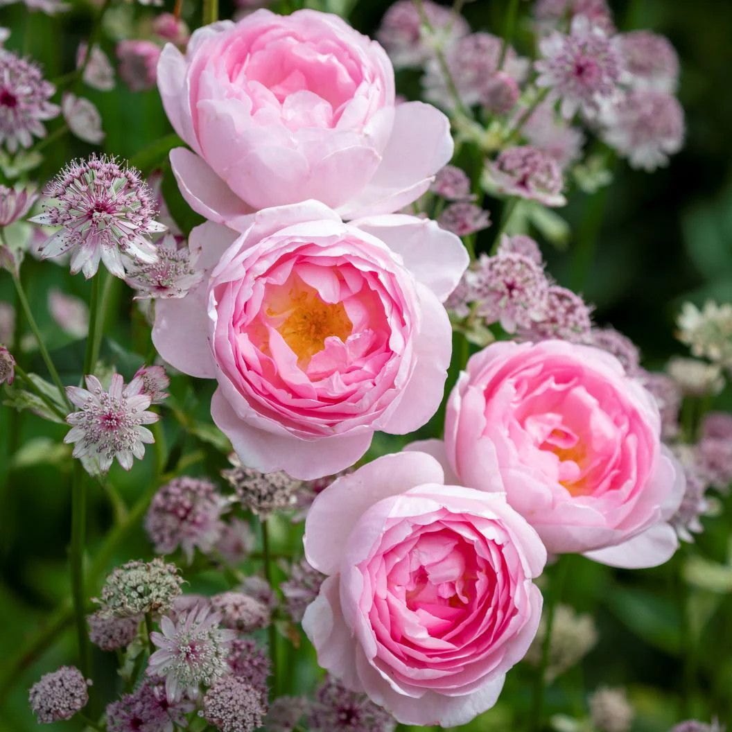 David Austin® Scepter'd Isle® Rose Shrub 1 David Austin® Scepter'd Isle® Rose Shrub