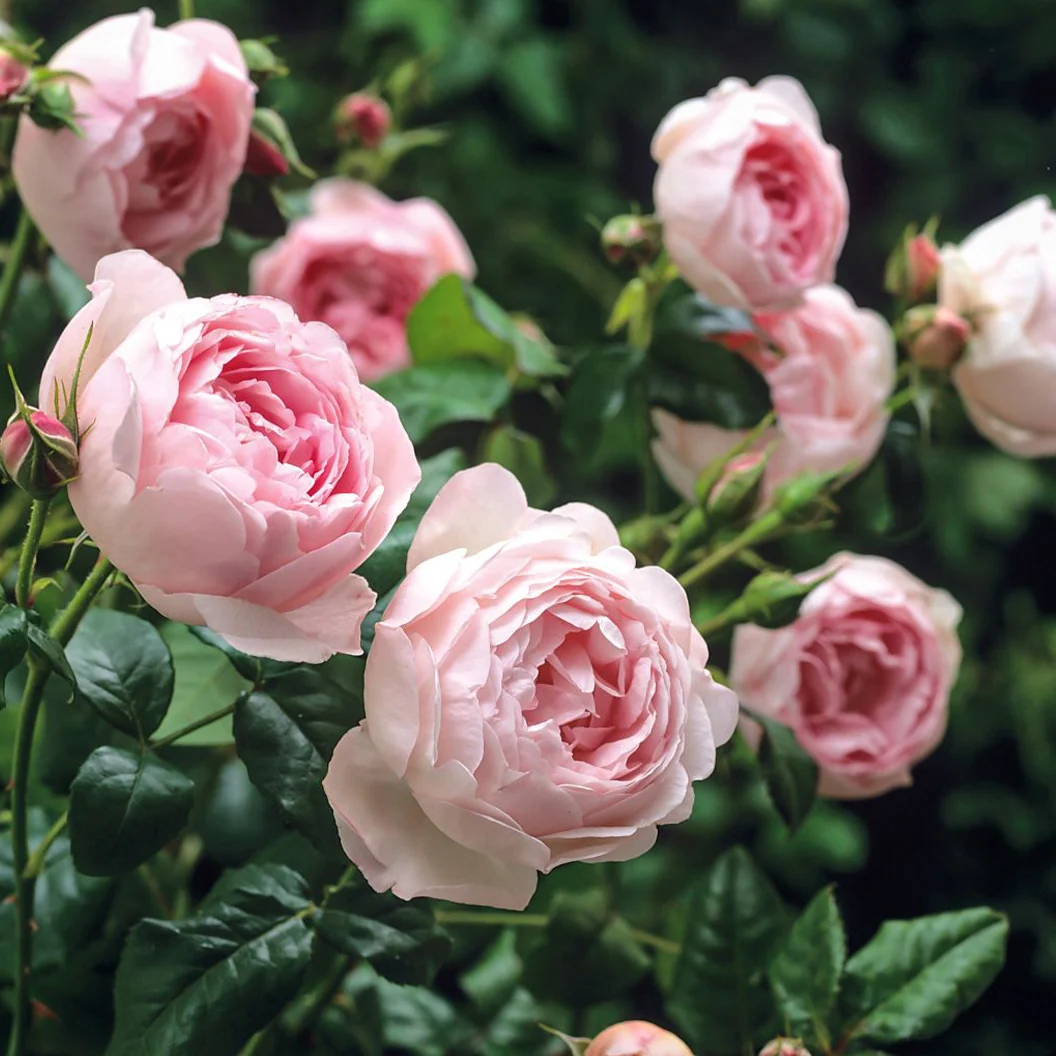 David Austin® Scepter'd Isle® Rose Shrub 3 David Austin® Scepter'd Isle® Rose Shrub