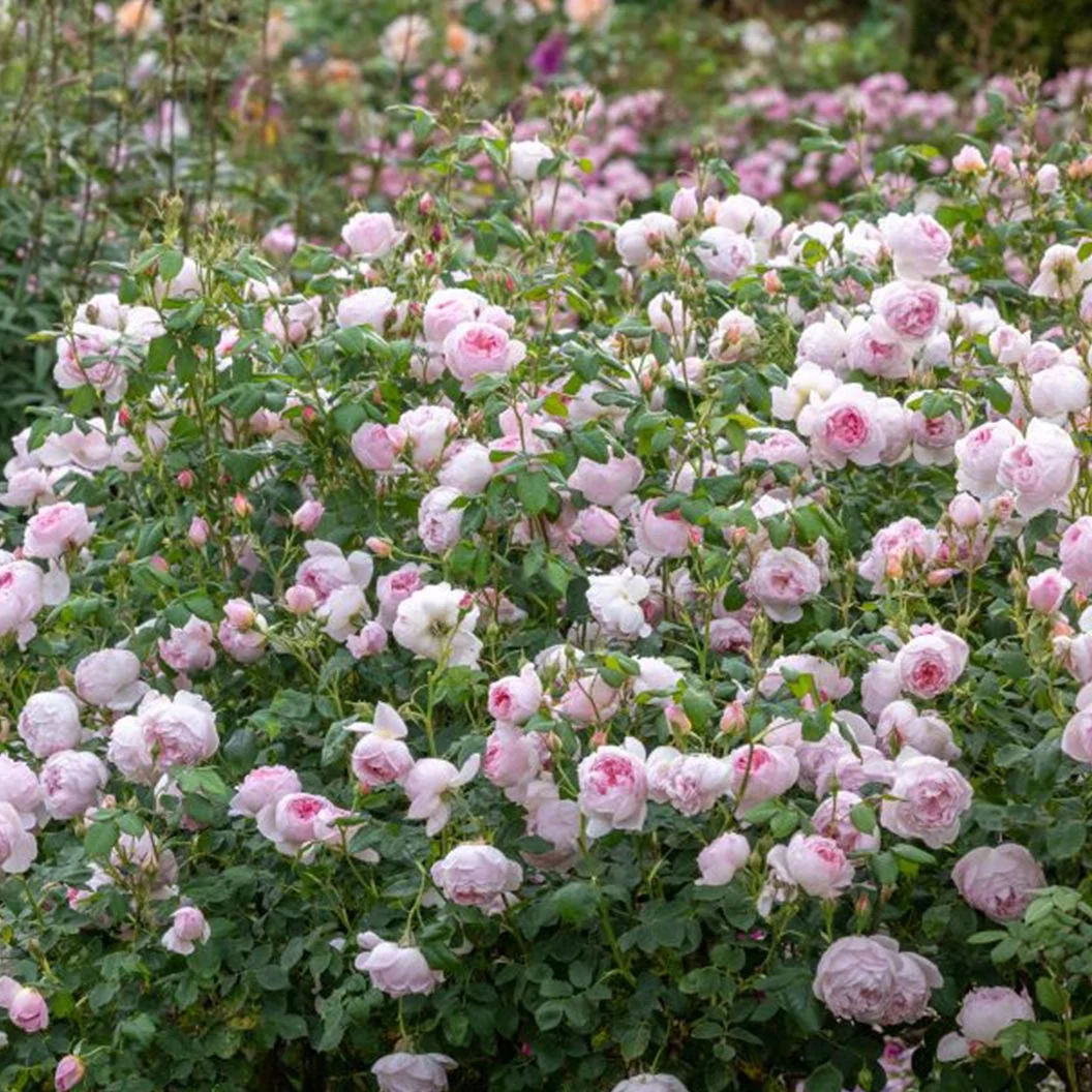 David Austin® Scepter'd Isle® Rose Shrub 4 David Austin® Scepter'd Isle® Rose Shrub