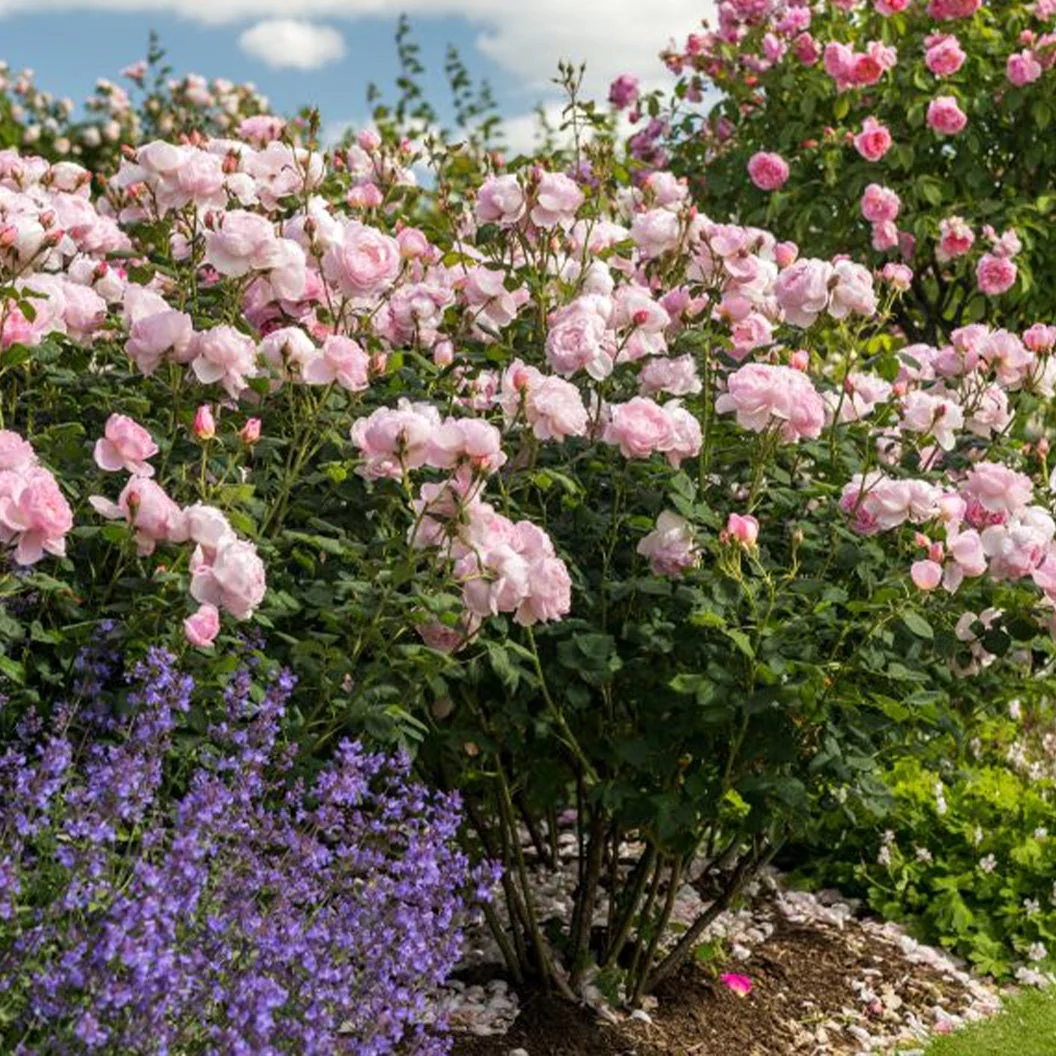 David Austin® Scepter'd Isle® Rose Shrub 5 David Austin® Scepter'd Isle® Rose Shrub