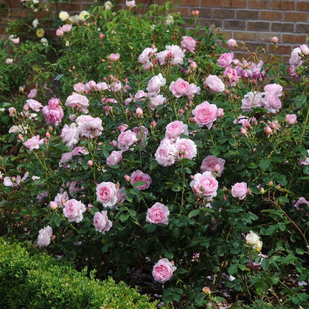 David Austin® Scepter'd Isle® Rose Shrub 6 David Austin® Scepter'd Isle® Rose Shrub