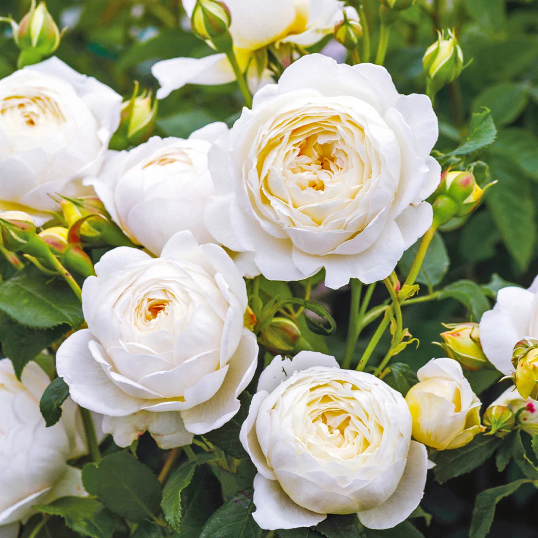 David Austin® Claire Austin® English Climbing Rose 2 David Austin® Claire Austin® English Climbing Rose