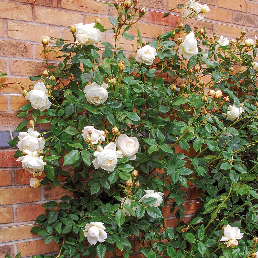 David Austin® Claire Austin® English Climbing Rose 3 David Austin® Claire Austin® English Climbing Rose
