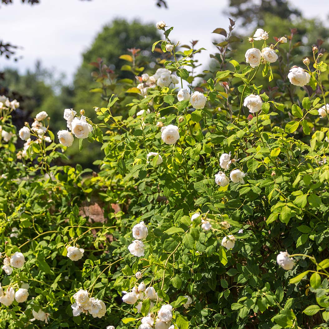 David Austin® Claire Austin® English Climbing Rose 4 David Austin® Claire Austin® English Climbing Rose