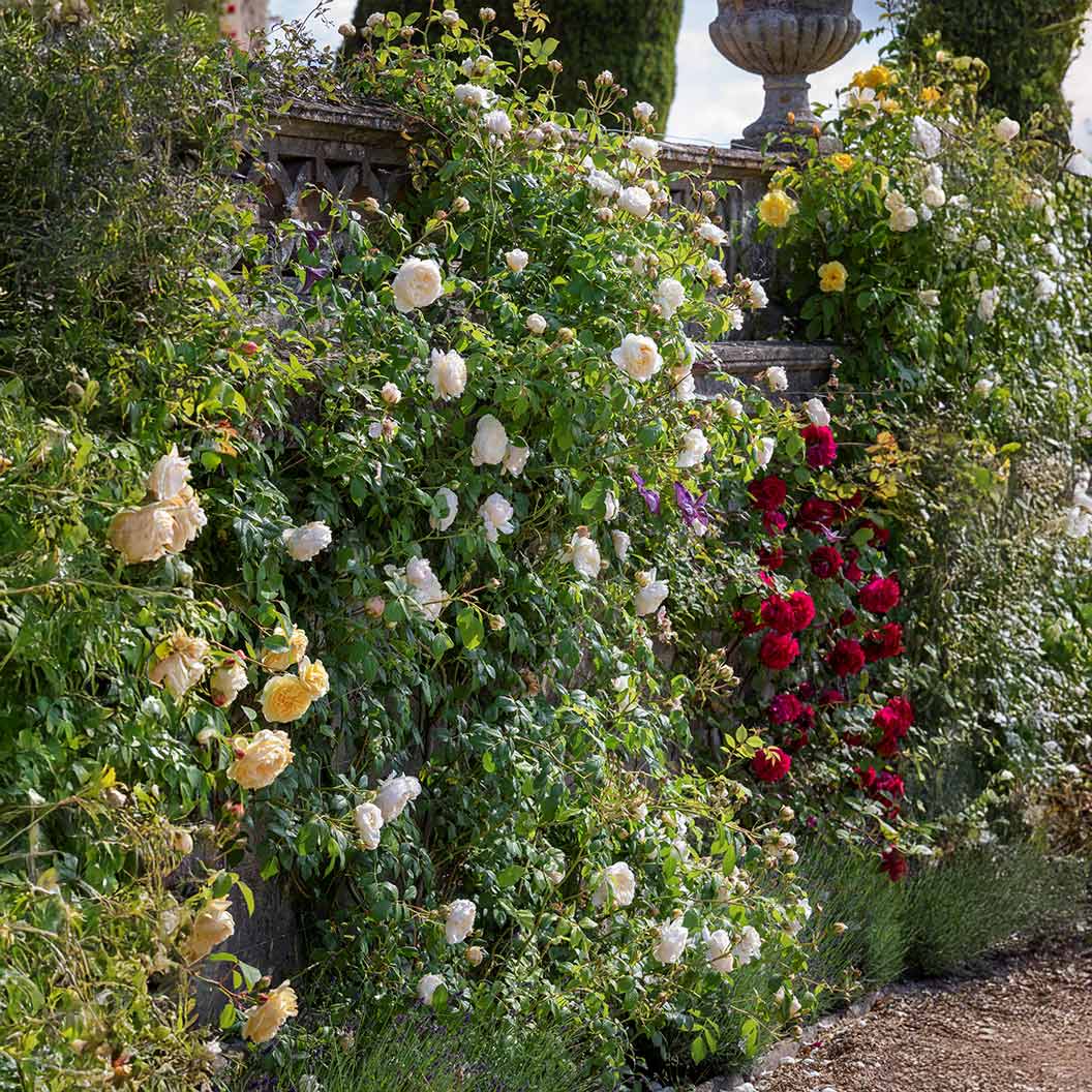 David Austin® Claire Austin® English Climbing Rose 5 David Austin® Claire Austin® English Climbing Rose