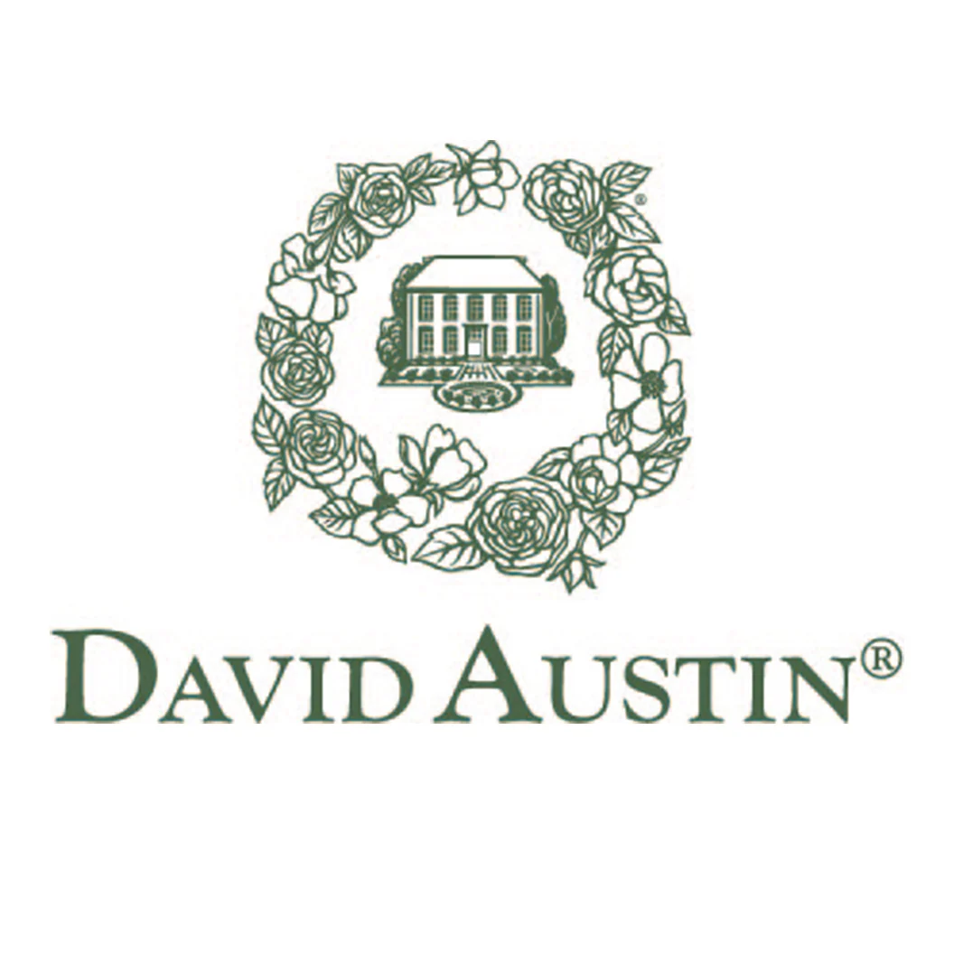 David Austin® Claire Austin® English Climbing Rose 6 David Austin® Claire Austin® English Climbing Rose
