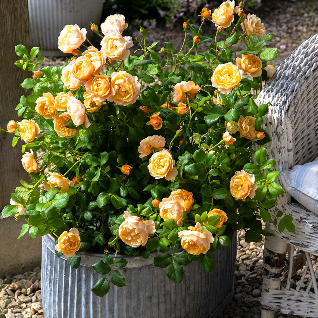 David Austin® Roald Dahl® Rose Shrub 1 David Austin® Roald Dahl® Rose Shrub