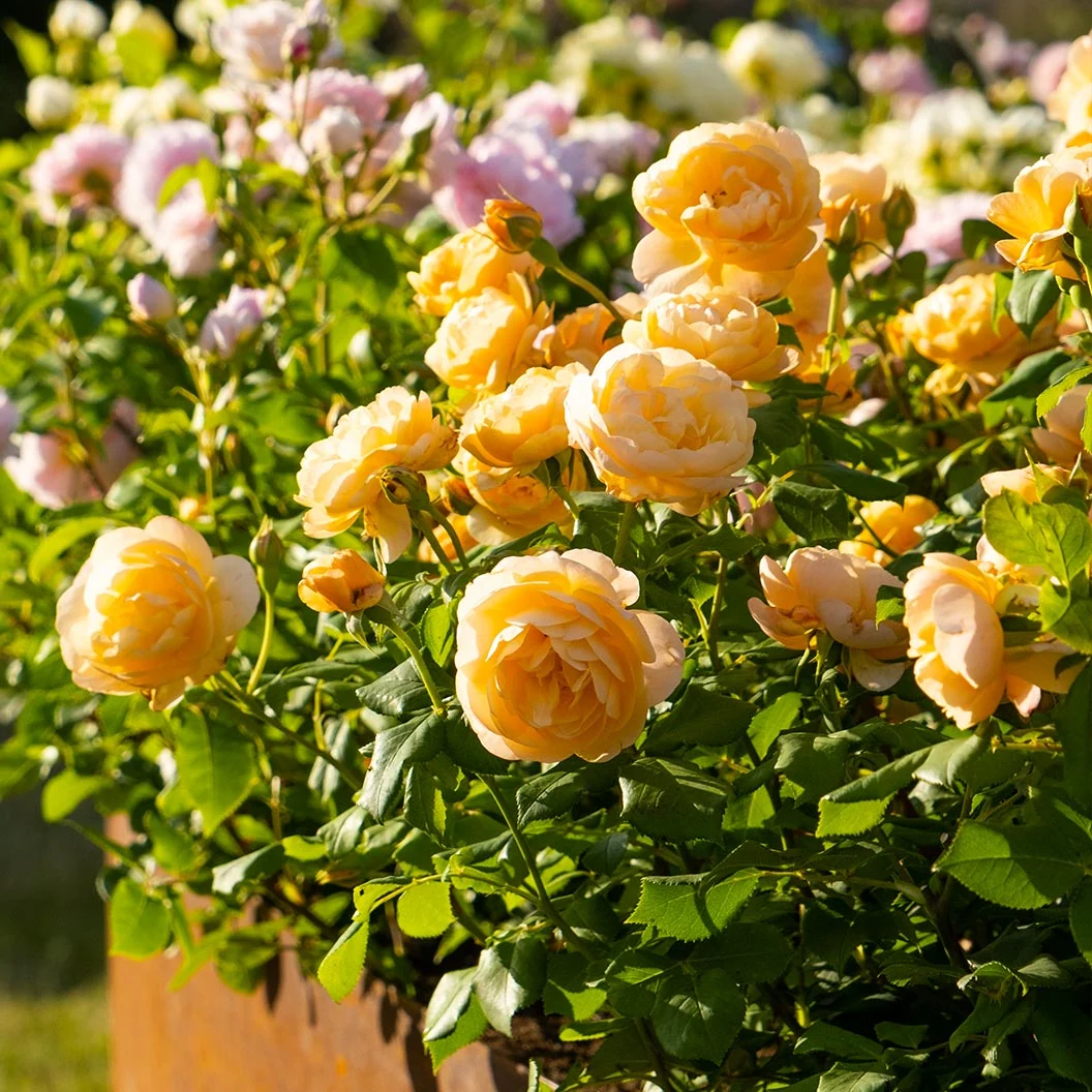 David Austin® Roald Dahl® Rose Shrub 3 David Austin® Roald Dahl® Rose Shrub