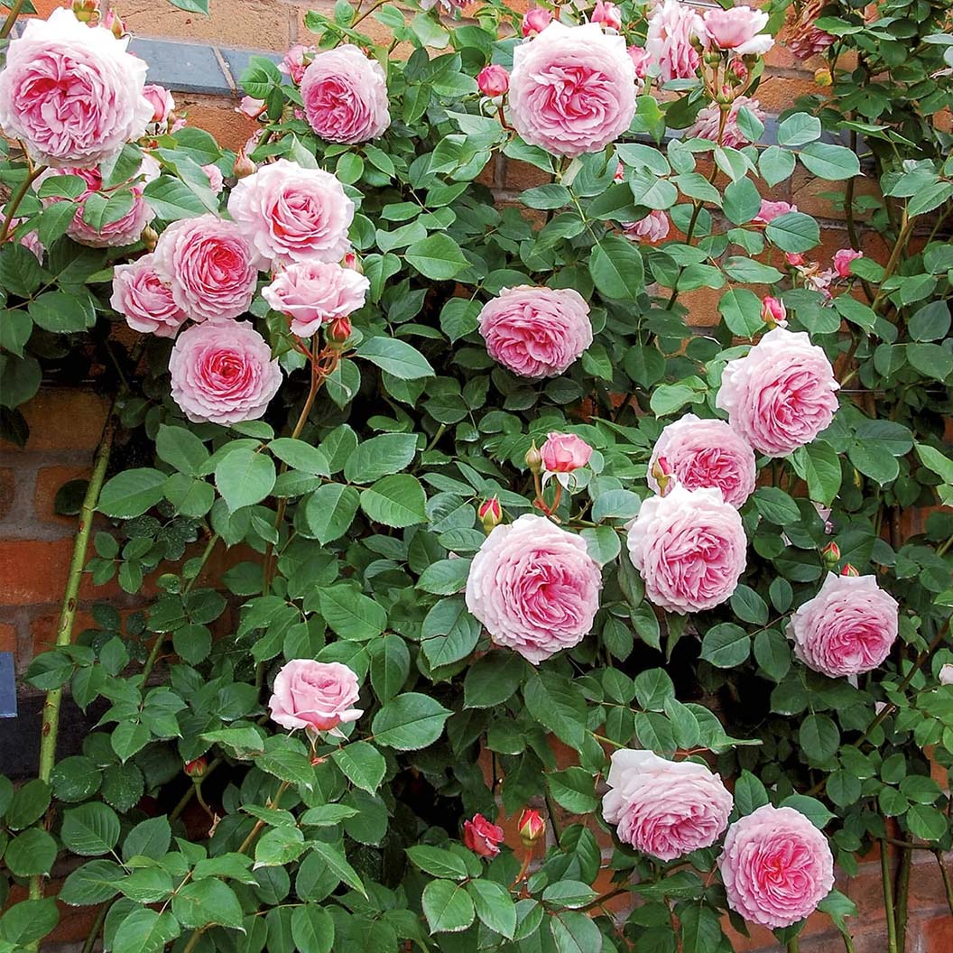 David Austin® James Galway® Rose Shrub 1 David Austin® James Galway® Rose Shrub