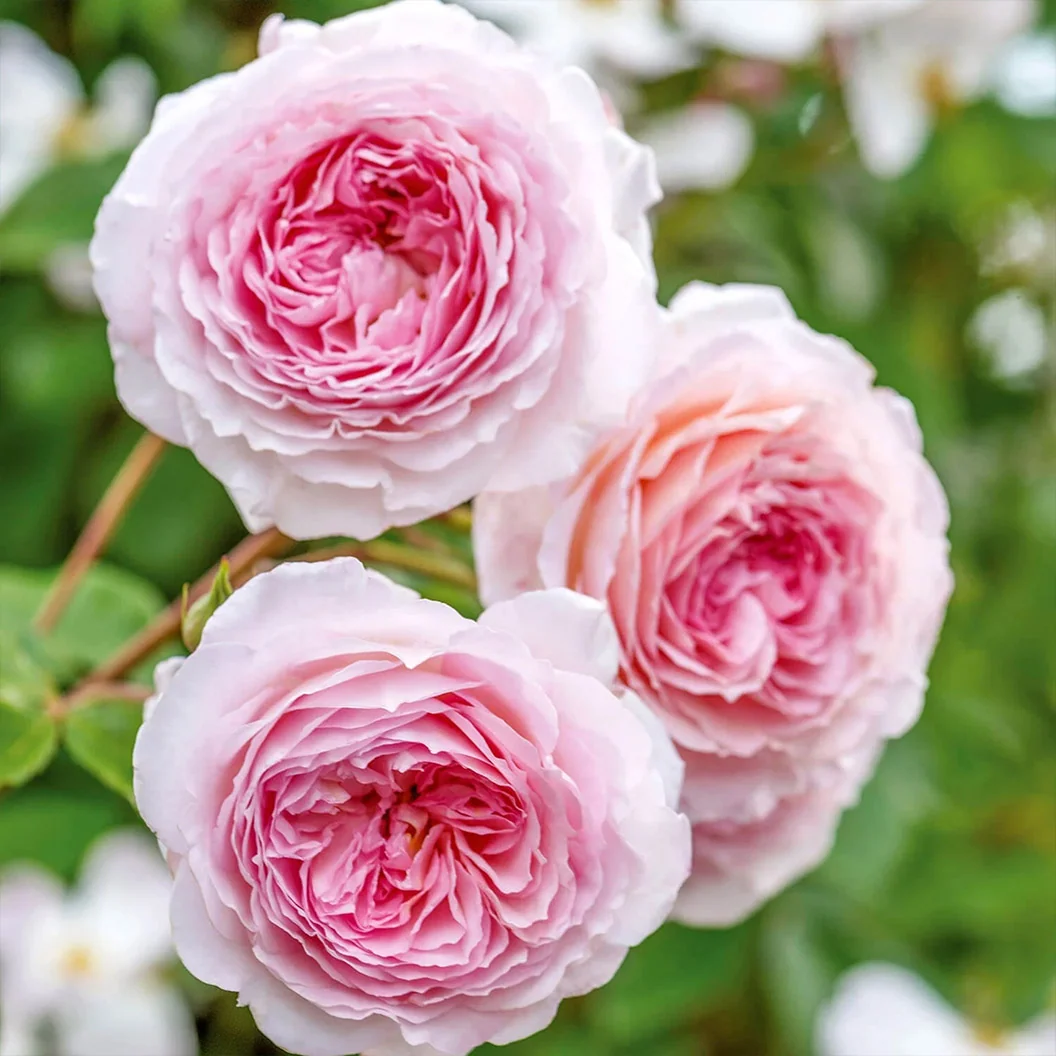 David Austin® James Galway® Rose Shrub 3 David Austin® James Galway® Rose Shrub