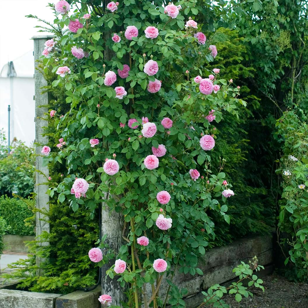 David Austin® James Galway® Rose Shrub 4 David Austin® James Galway® Rose Shrub