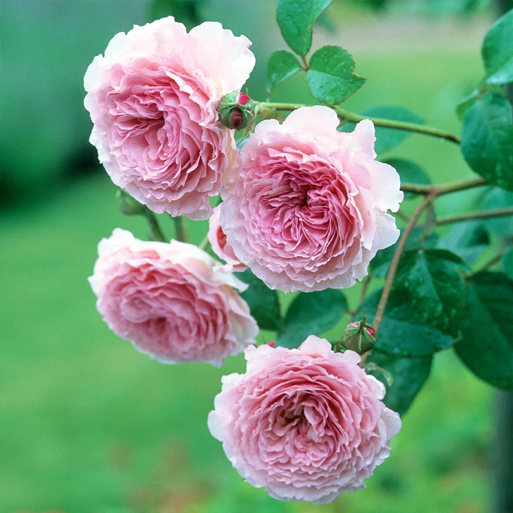 David Austin® James Galway® Rose Shrub 5 David Austin® James Galway® Rose Shrub