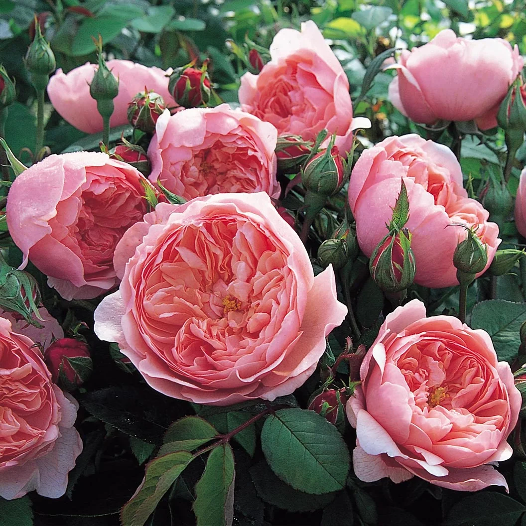 David Austin® The Alnwick Rose® Rose Shrub 1 David Austin® The Alnwick Rose® Rose Shrub