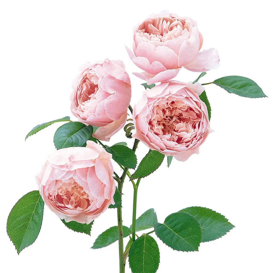 David Austin® The Alnwick Rose® Rose Shrub 3 David Austin® The Alnwick Rose® Rose Shrub