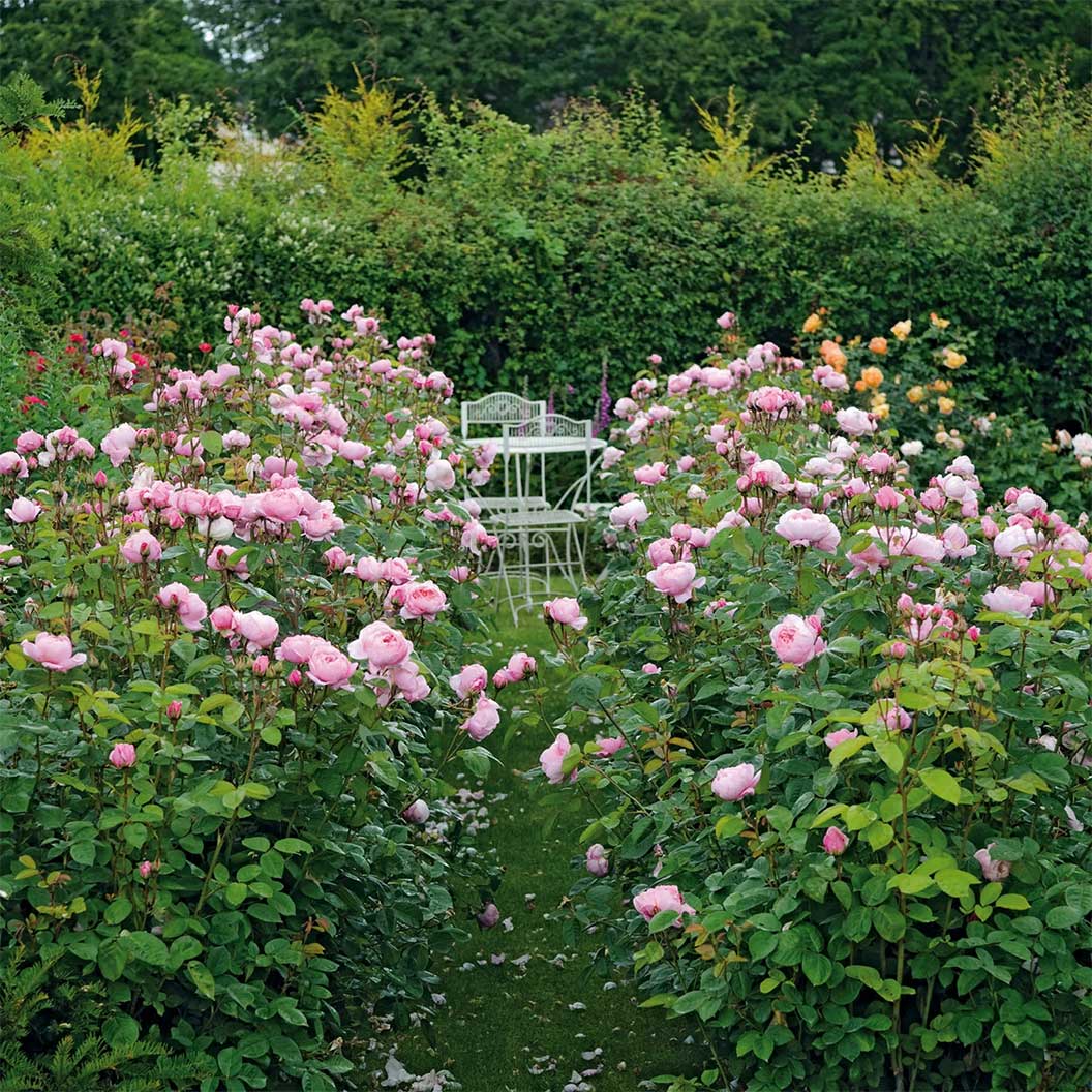 David Austin® The Alnwick Rose® Rose Shrub 4 David Austin® The Alnwick Rose® Rose Shrub