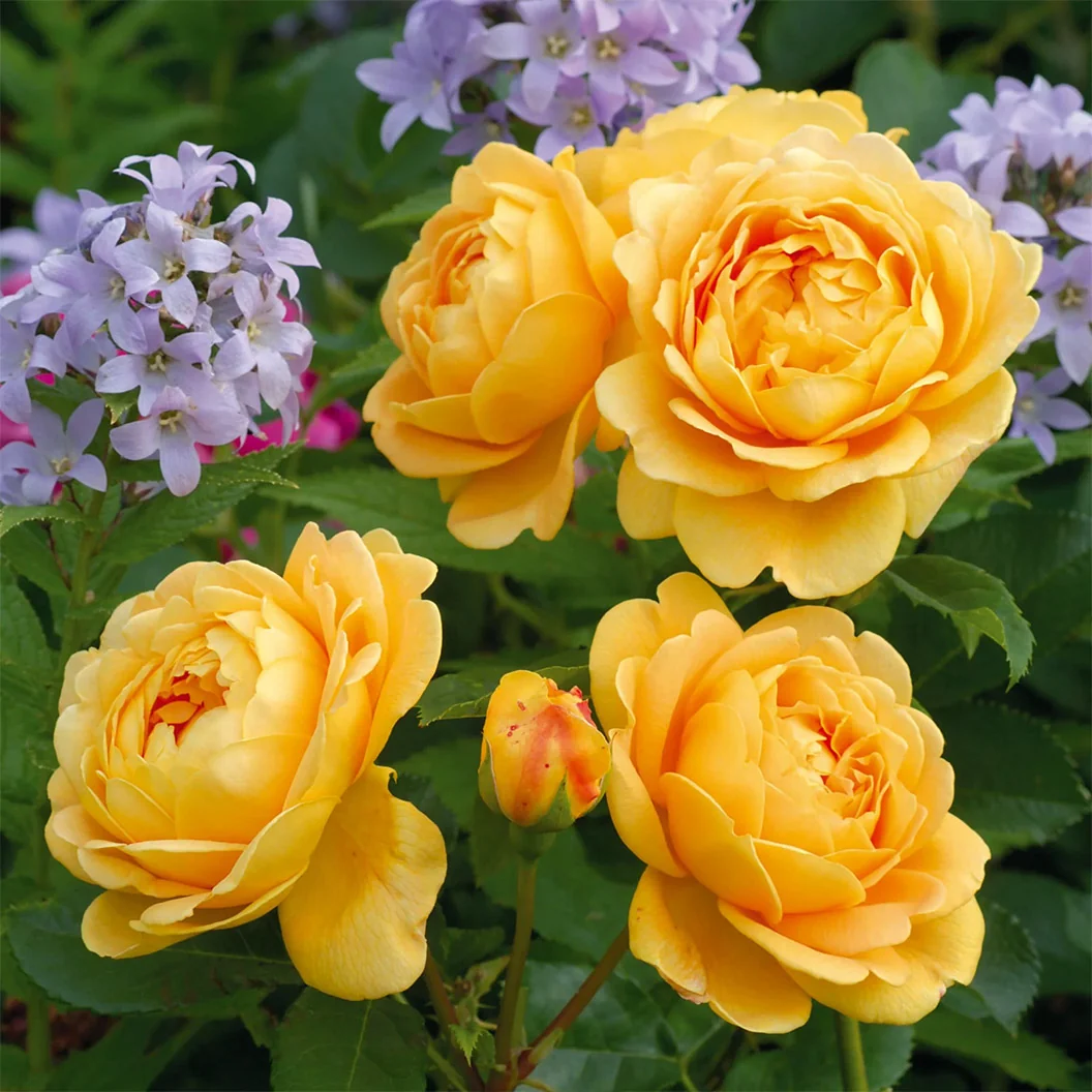 David Austin® Golden Celebration® English Shrub Rose 2 David Austin® Golden Celebration® English Shrub Rose