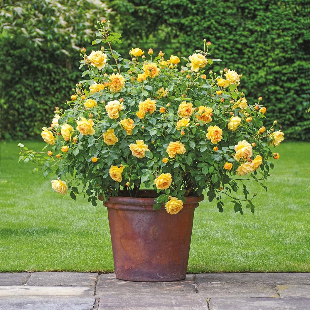 David Austin® Golden Celebration® English Shrub Rose 3 David Austin® Golden Celebration® English Shrub Rose