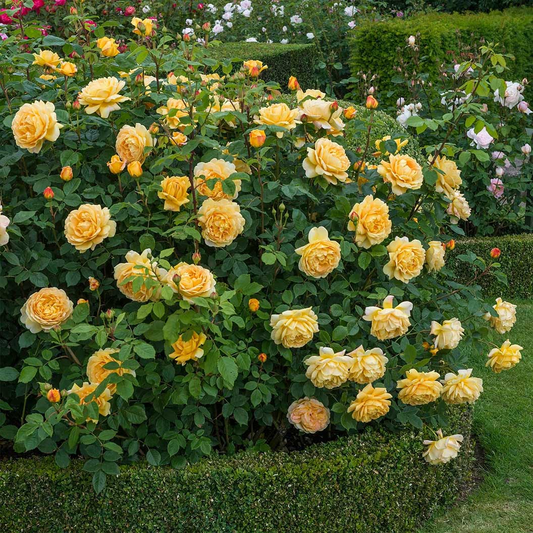 David Austin® Golden Celebration® English Shrub Rose 4 David Austin® Golden Celebration® English Shrub Rose