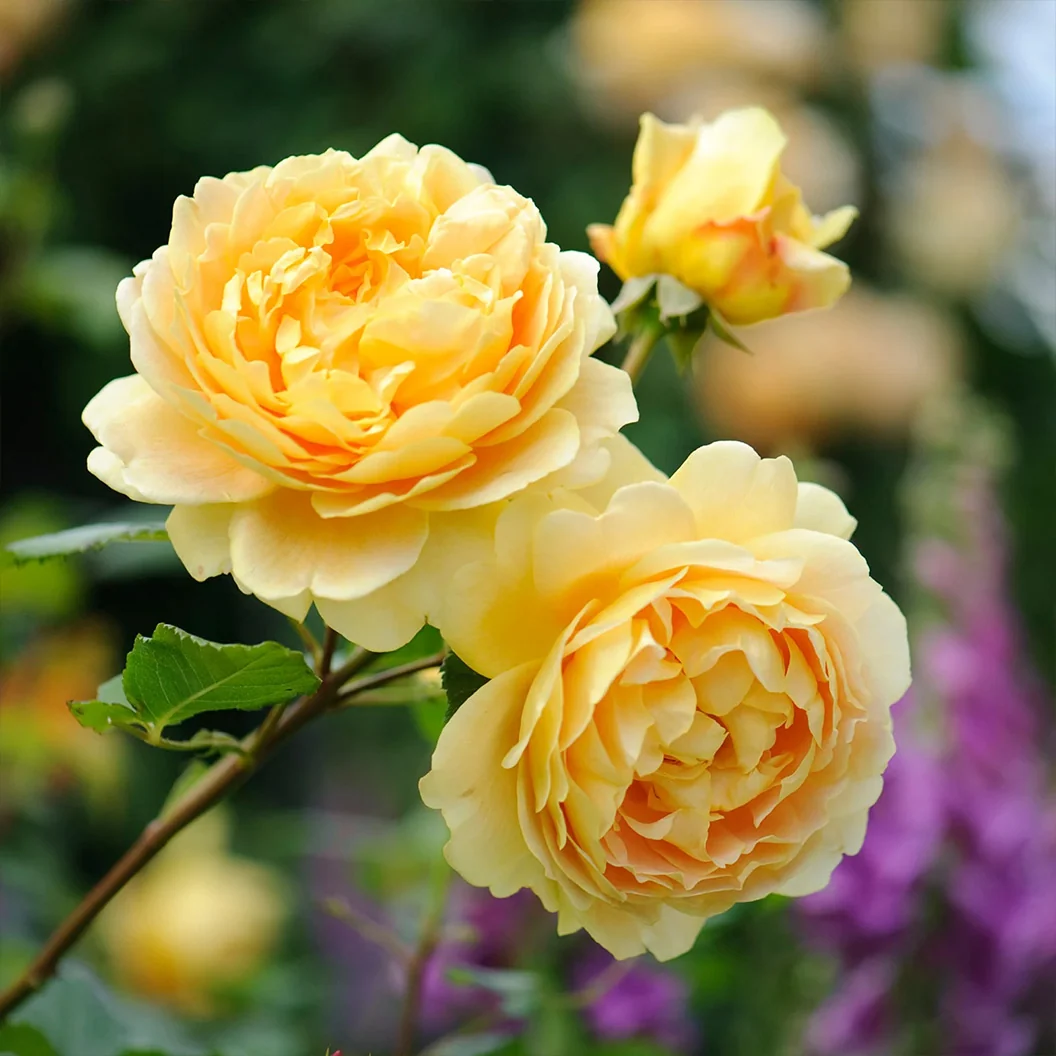 David Austin® Golden Celebration® English Shrub Rose 5 David Austin® Golden Celebration® English Shrub Rose