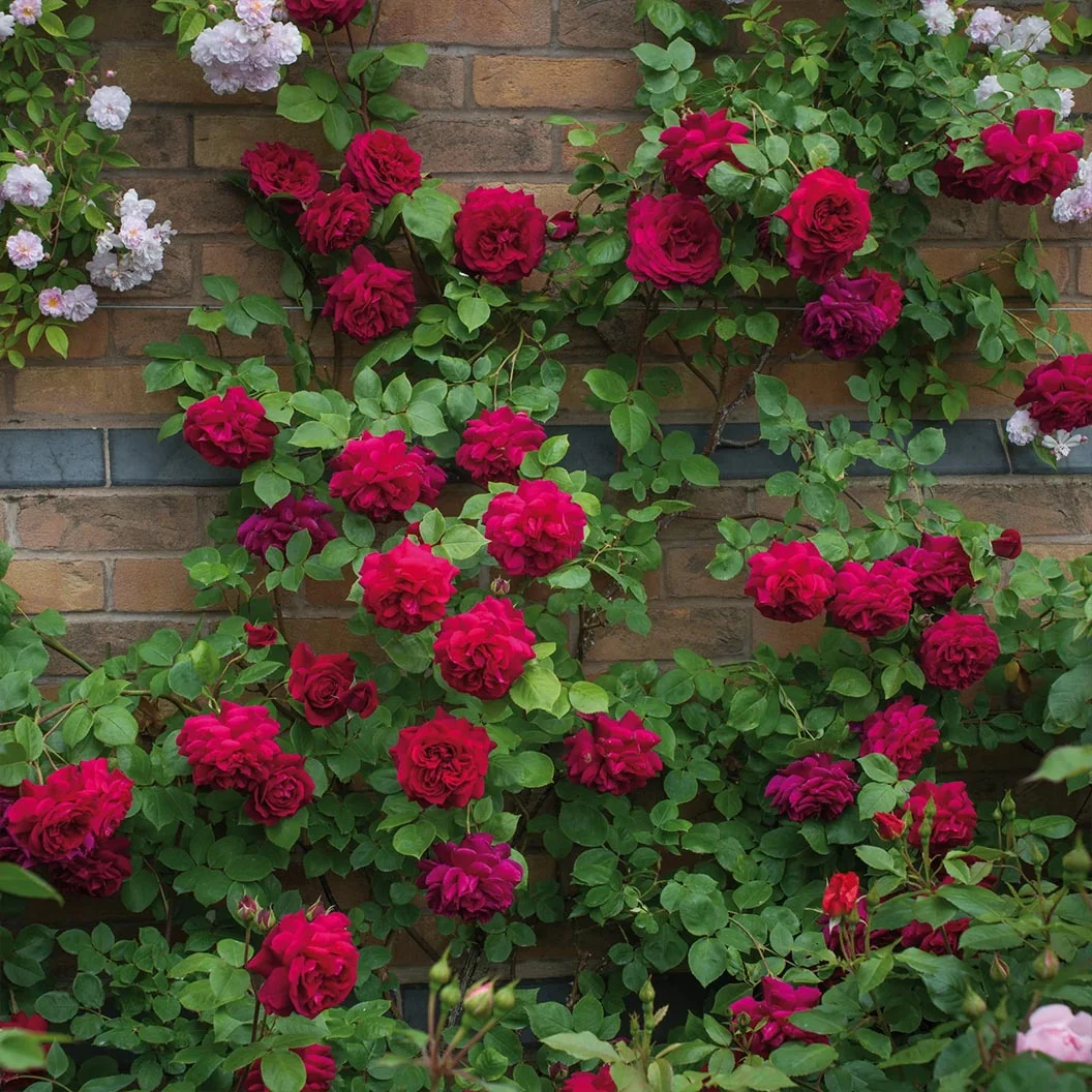 David Austin® Tess of the d’Urbervilles™ Climbing Rose 1 David Austin® Tess of the d’Urbervilles™ Climbing Rose