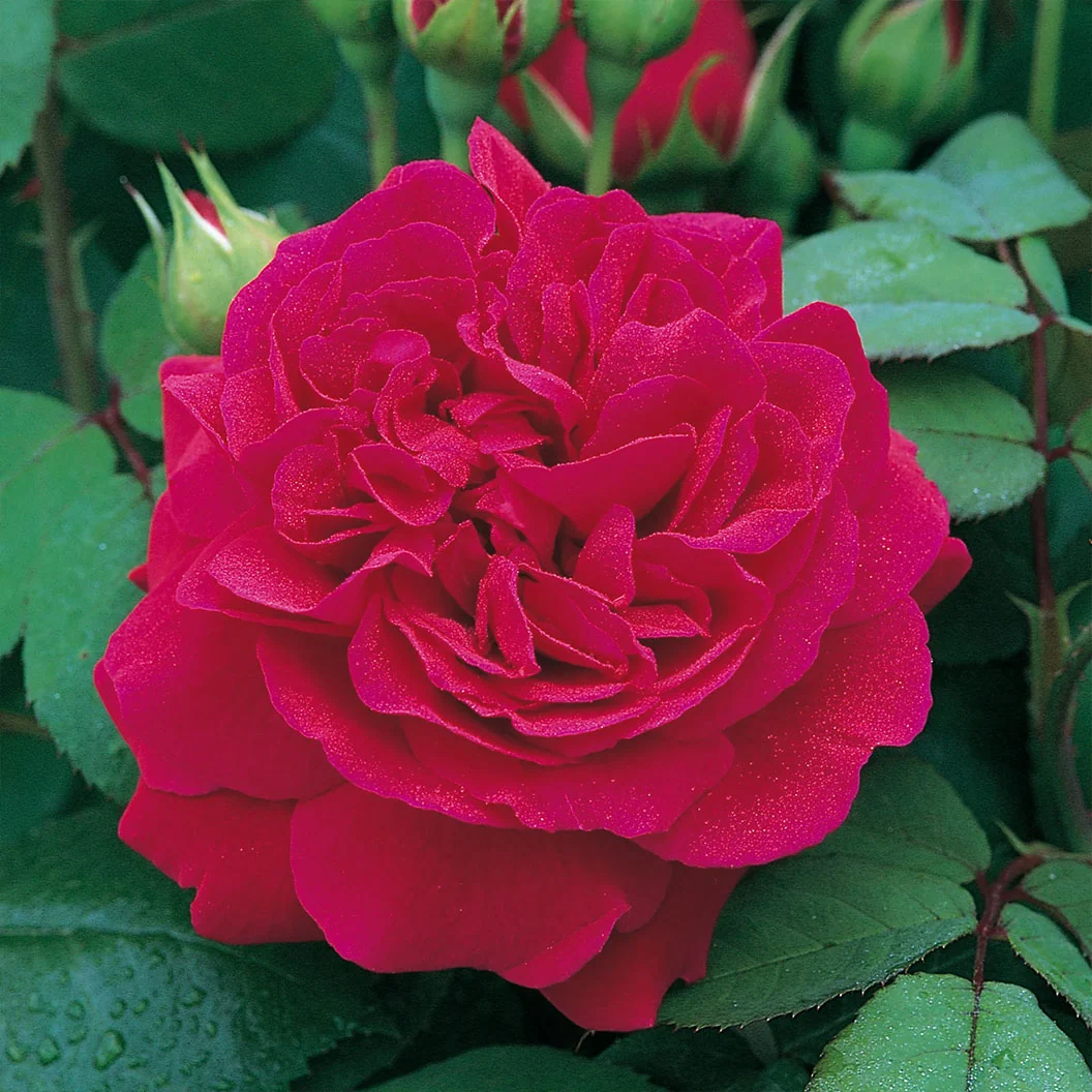 David Austin® Tess of the d’Urbervilles™ Climbing Rose 3 David Austin® Tess of the d’Urbervilles™ Climbing Rose