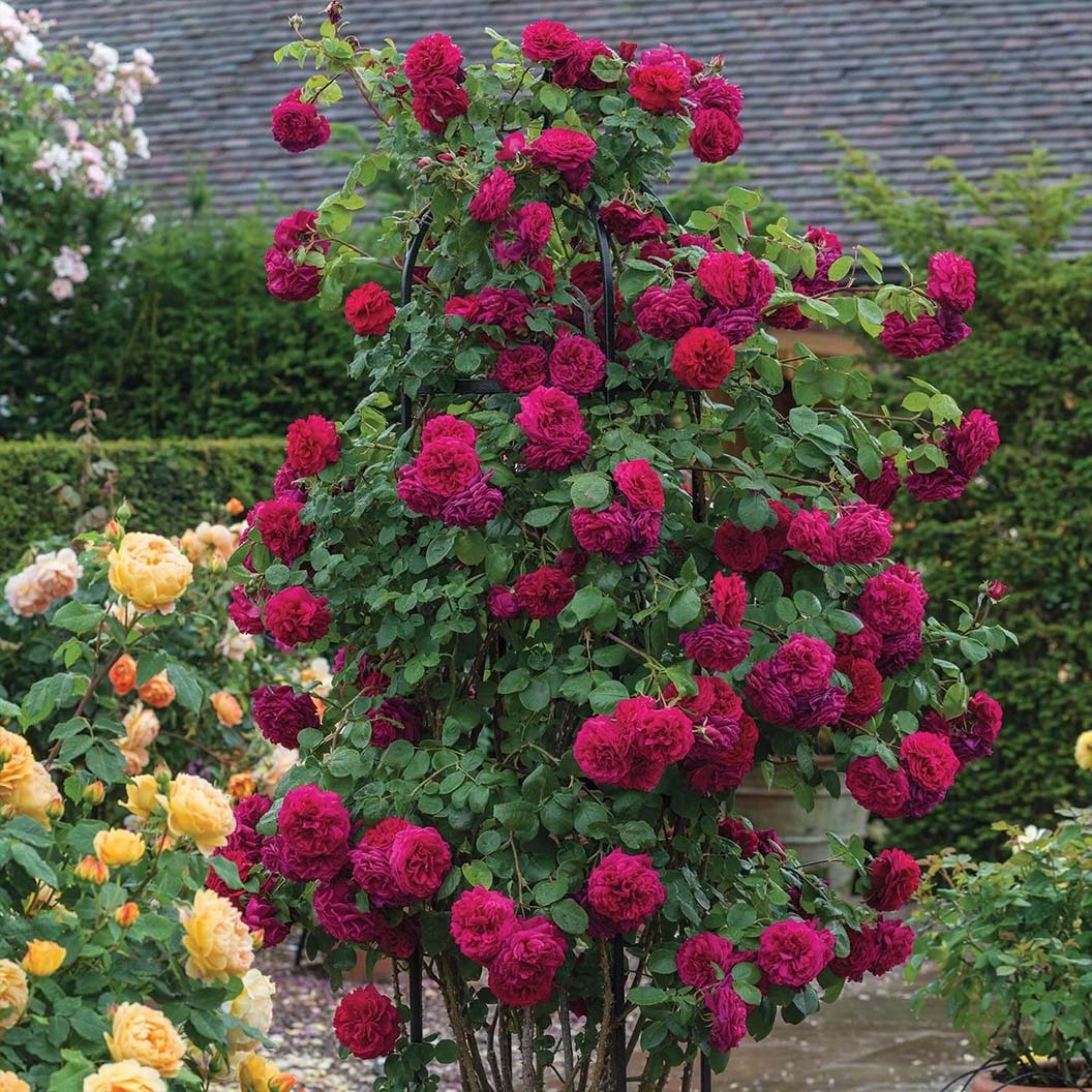 David Austin® Tess of the d’Urbervilles™ Climbing Rose 4 David Austin® Tess of the d’Urbervilles™ Climbing Rose