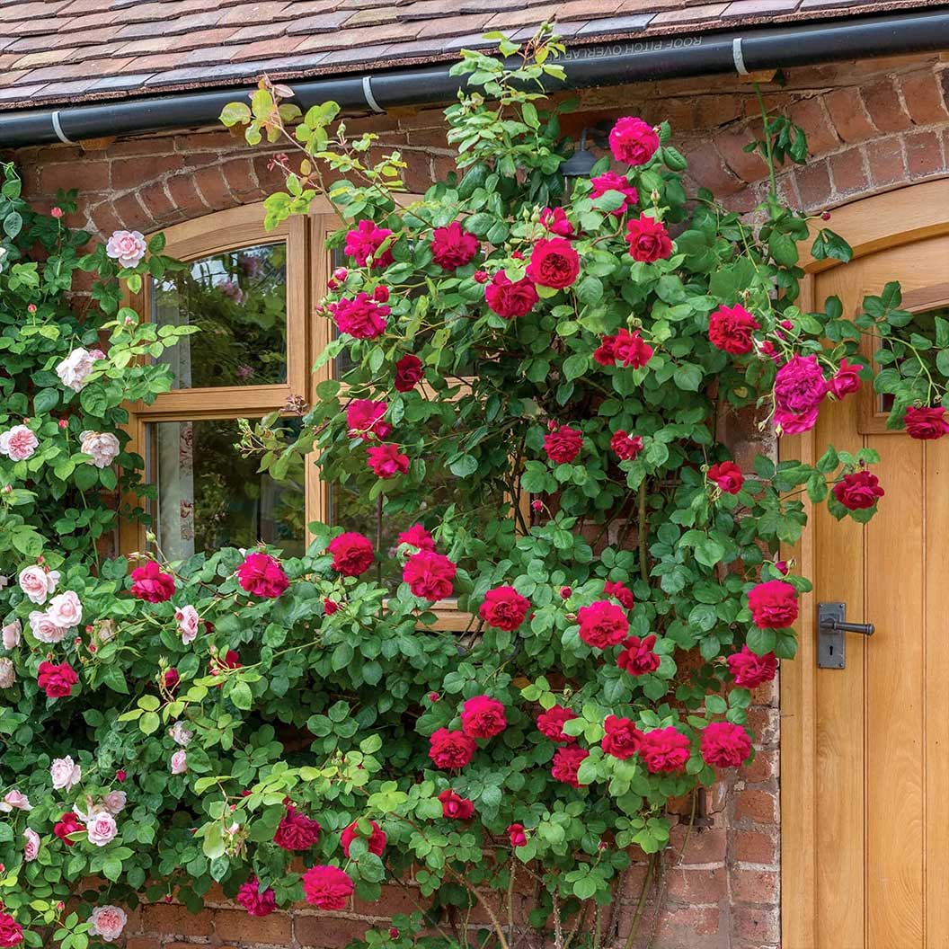 David Austin® Tess of the d’Urbervilles™ Climbing Rose 5 David Austin® Tess of the d’Urbervilles™ Climbing Rose