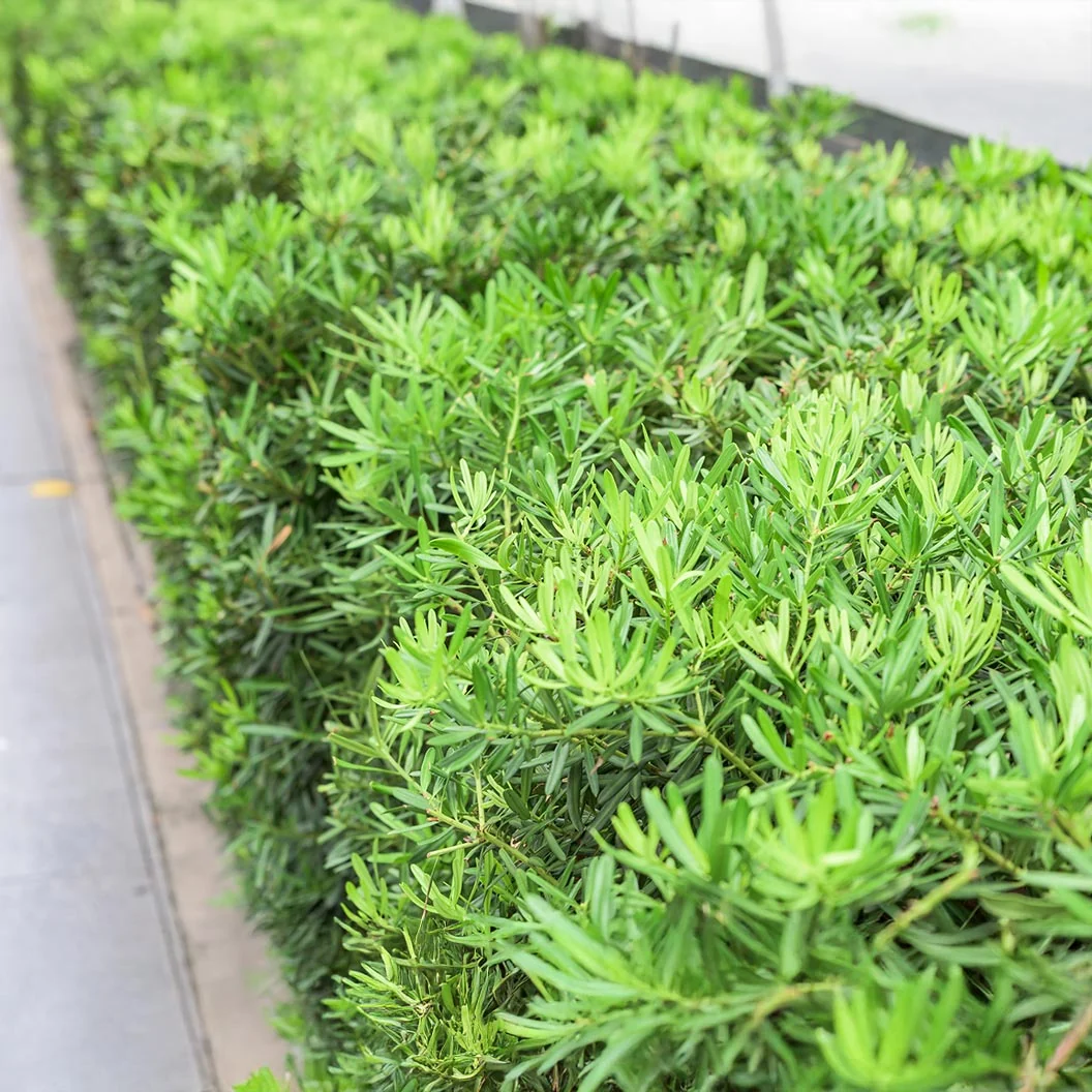 Pringles Dwarf Podocarpus Shrub 2 Pringles Dwarf Podocarpus Shrub