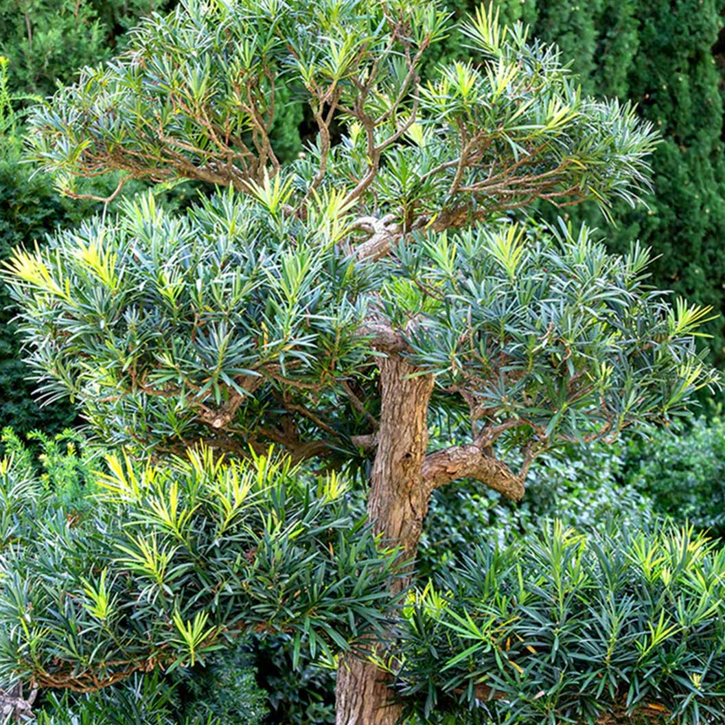 Pringles Dwarf Podocarpus Shrub 3 Pringles Dwarf Podocarpus Shrub
