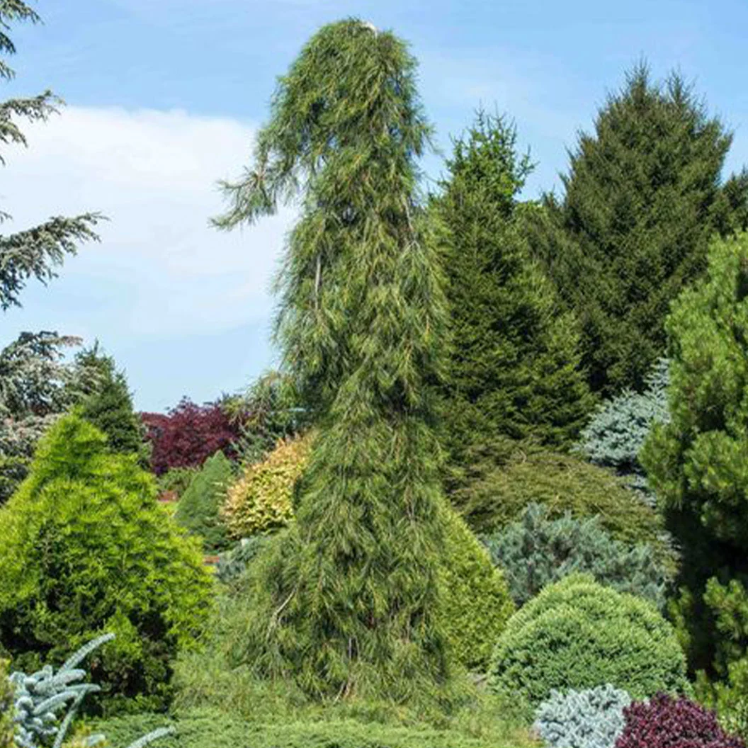 Angel Falls Eastern White Pine Tree