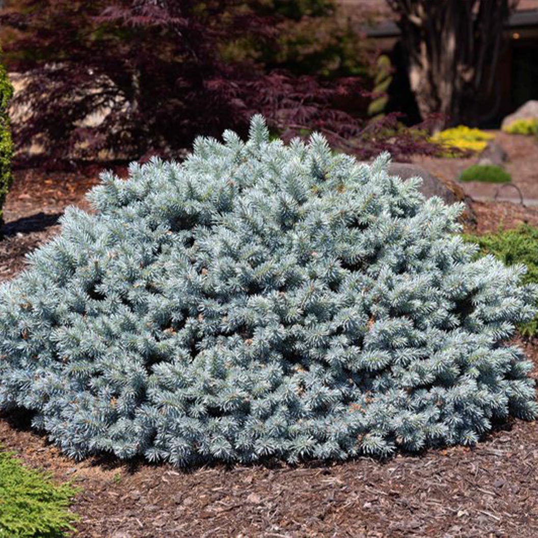 Moonstone® Globe Spruce Tree 1 Moonstone® Globe Spruce Tree