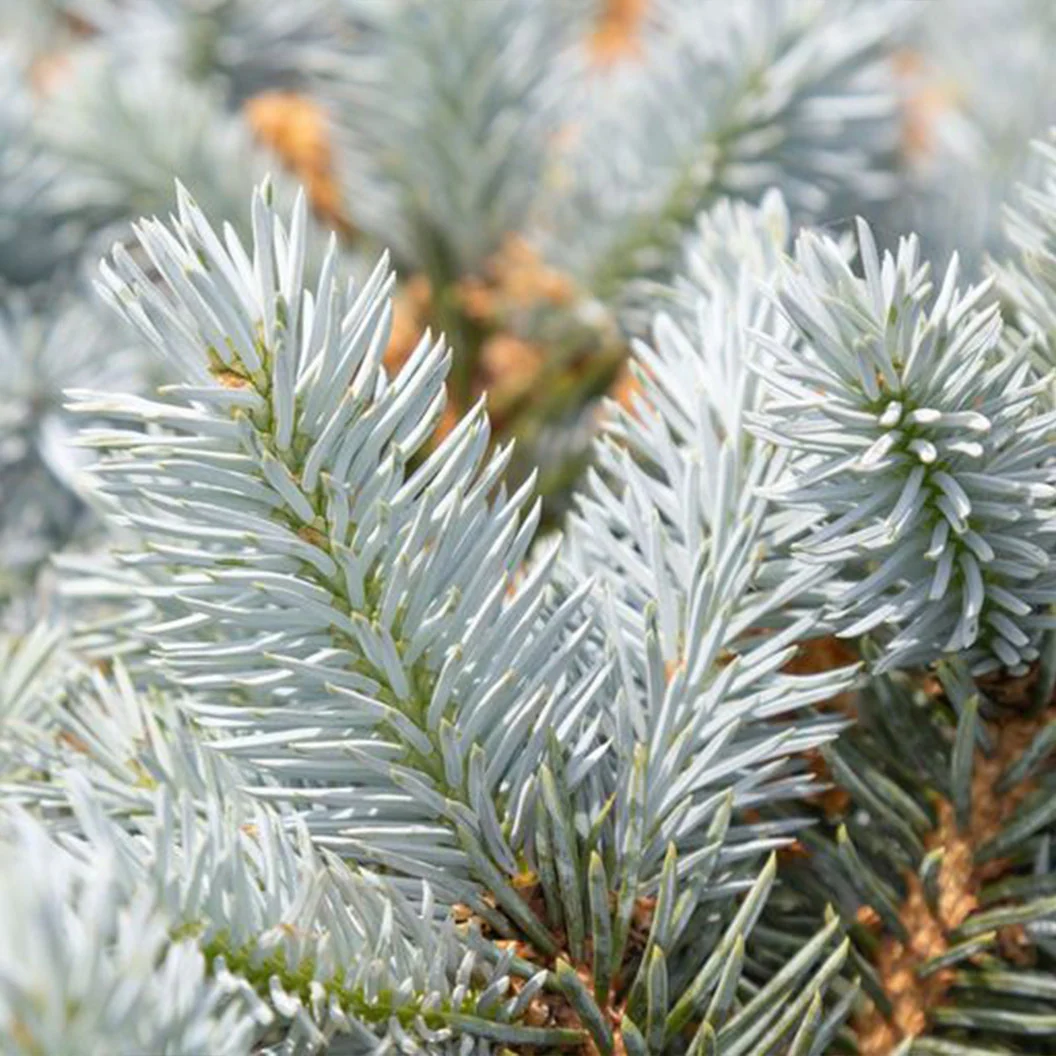 Moonstone® Globe Spruce Tree 3 Moonstone® Globe Spruce Tree