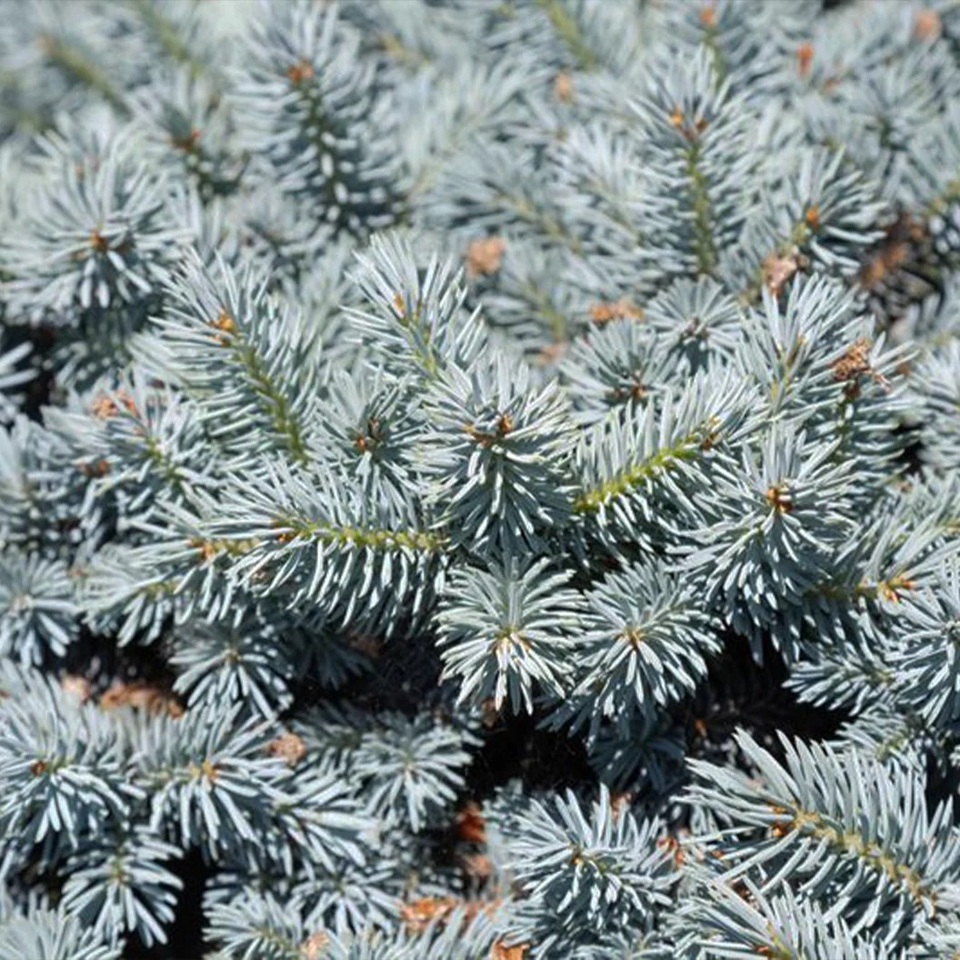 Moonstone® Globe Spruce Tree 4 Moonstone® Globe Spruce Tree